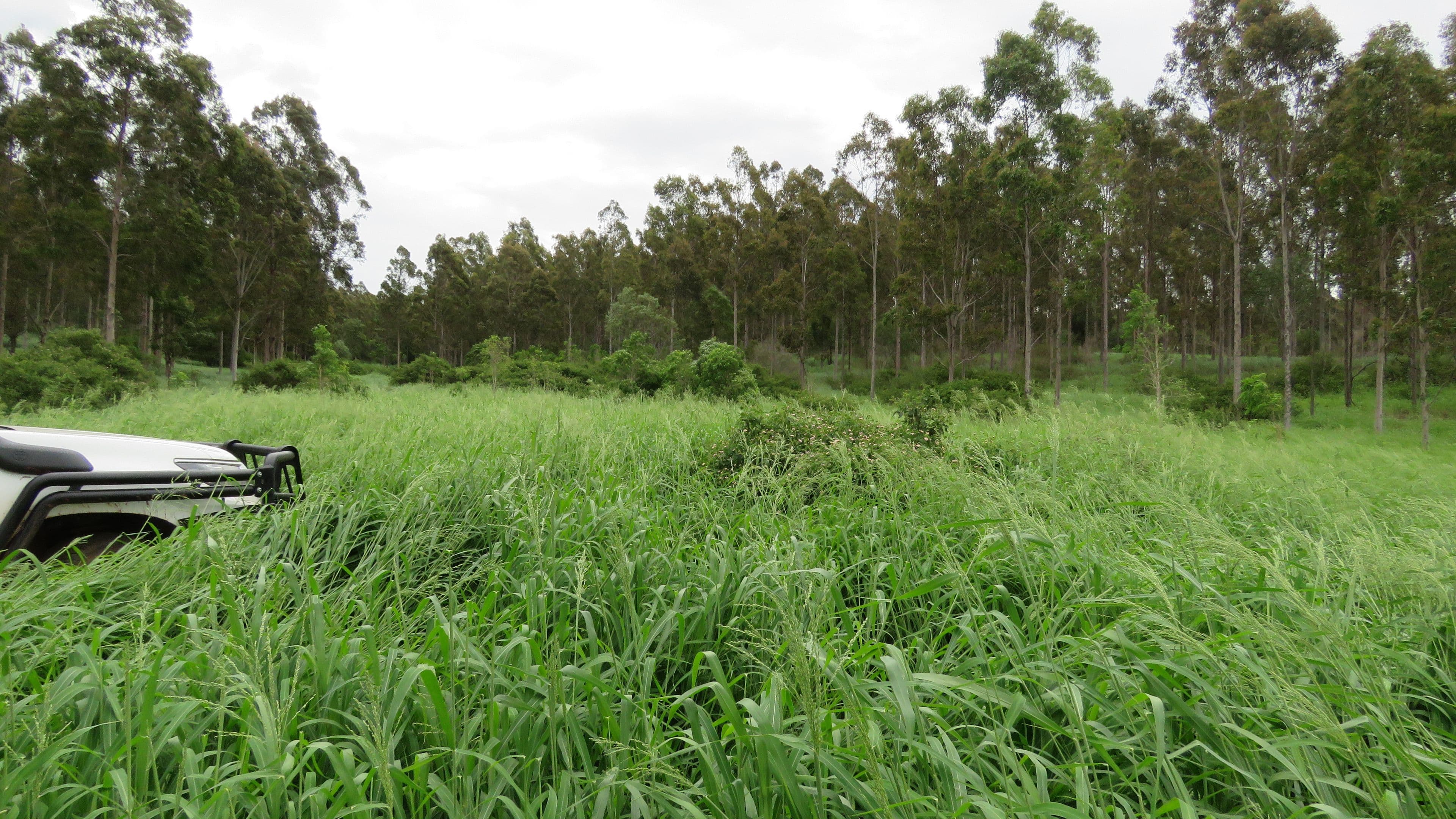 Lot 4 Pedersens Road, Cushnie QLD 4608, Cushnie - Image 1
