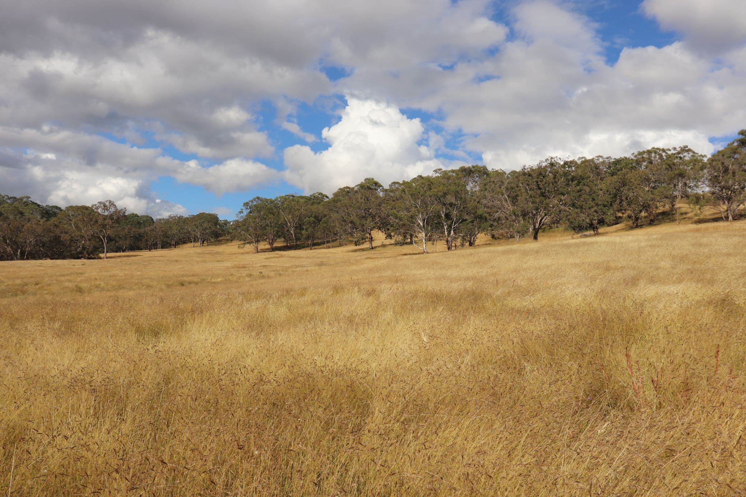 389 Oslo Road, Reddestone NSW 2370, Reddestone - Thumbnail 8