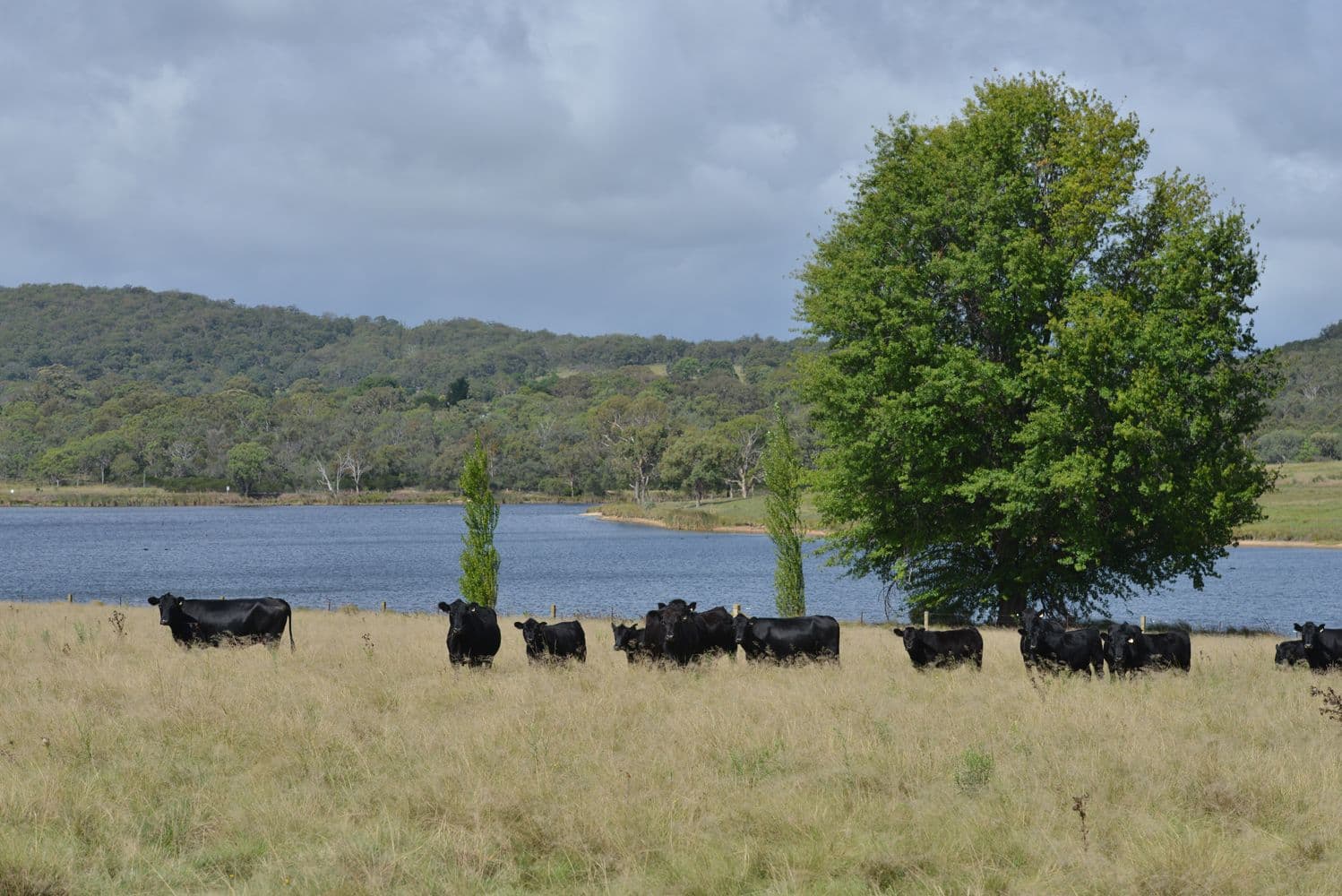 8864 New England Highway, Tenterfield NSW 2372, Tenterfield - Thumbnail 2