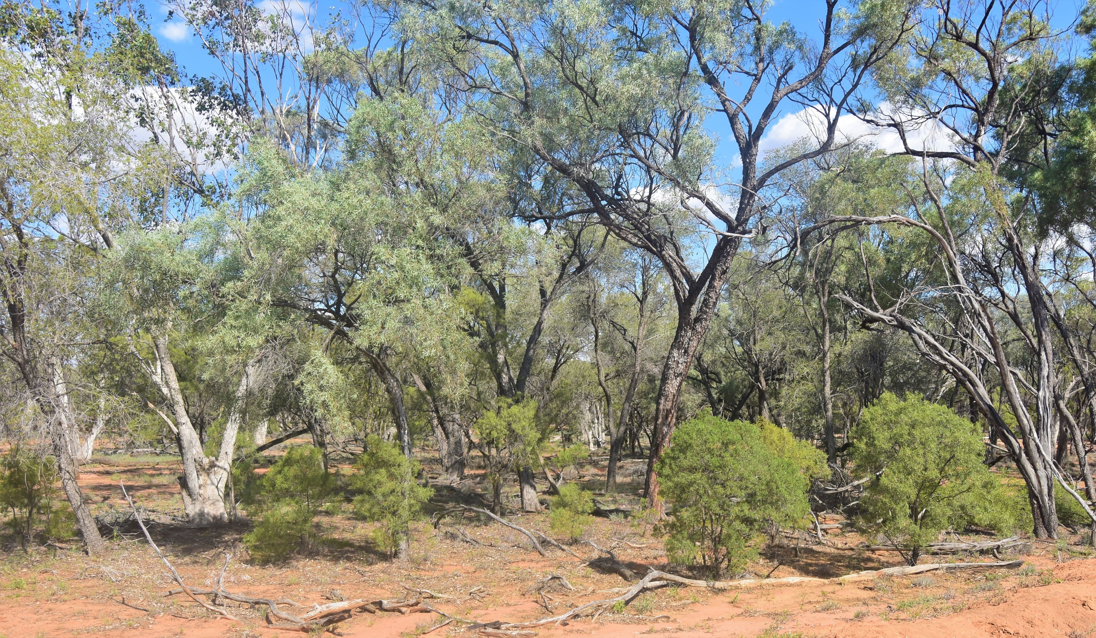 Barcaldine QLD 4725, Barcaldine - Thumbnail 8