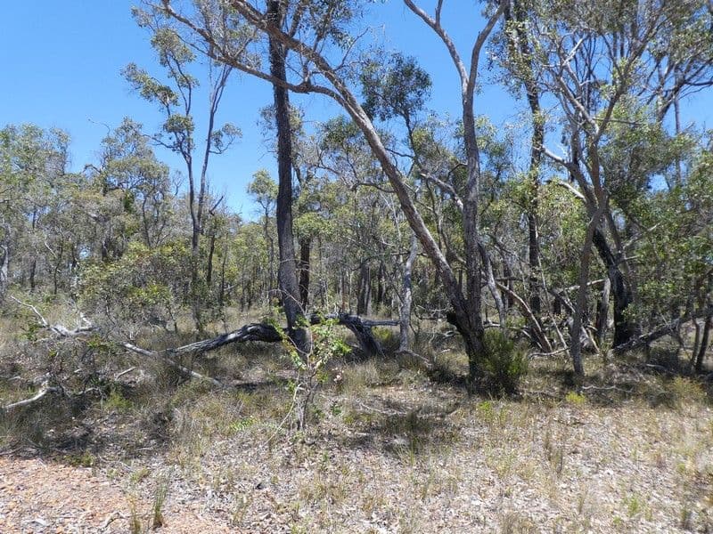 Lot 8 Rocky Gully Road, Rocky Gully WA 6397, Rocky Gully - Thumbnail 3