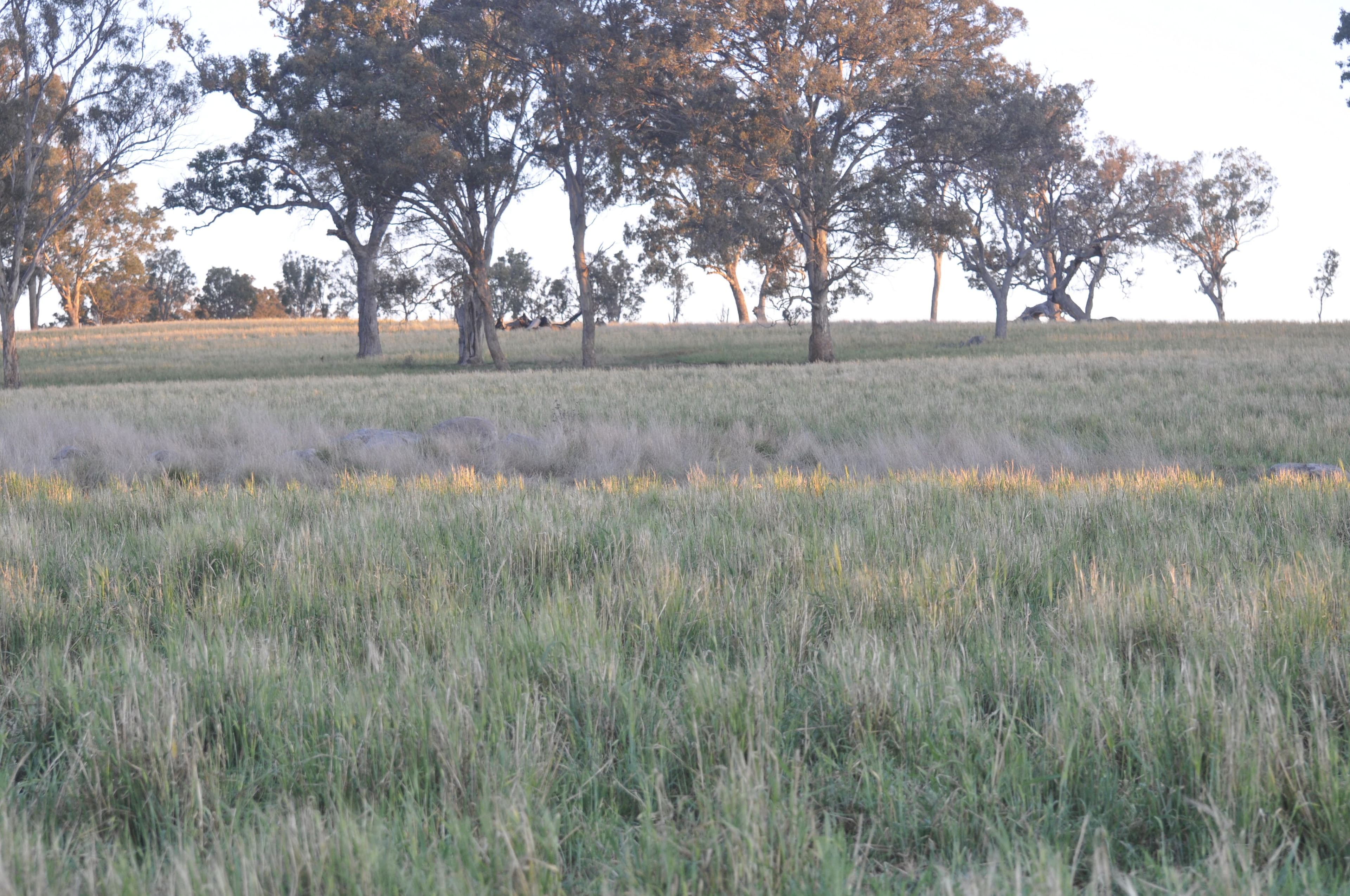 "Lower 4 Mile" Strachan Road, Deepwater NSW 2371, Deepwater - Thumbnail 4