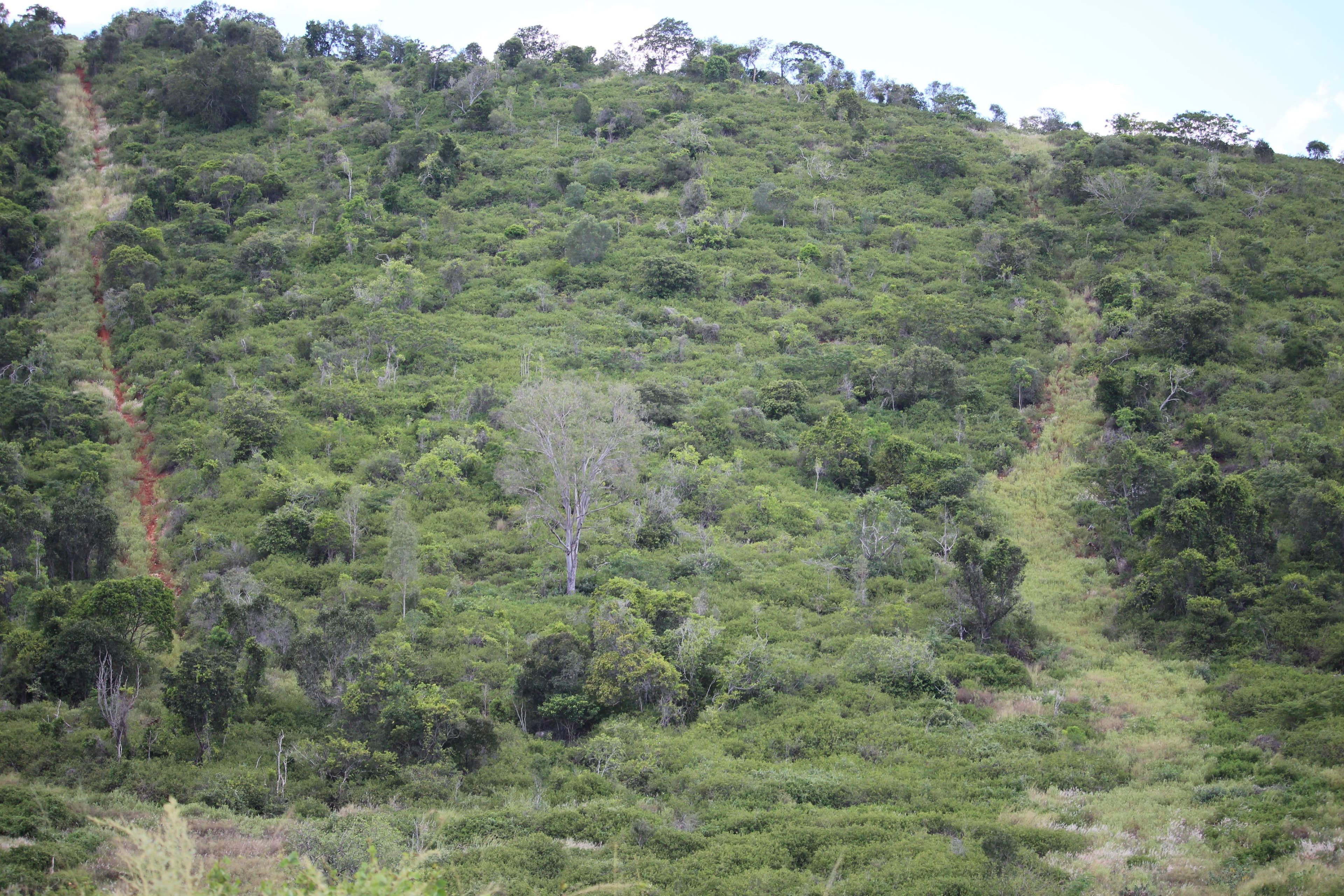 Lot 6 Aplin Road, Bracewell QLD 4695, Bracewell - Thumbnail 2