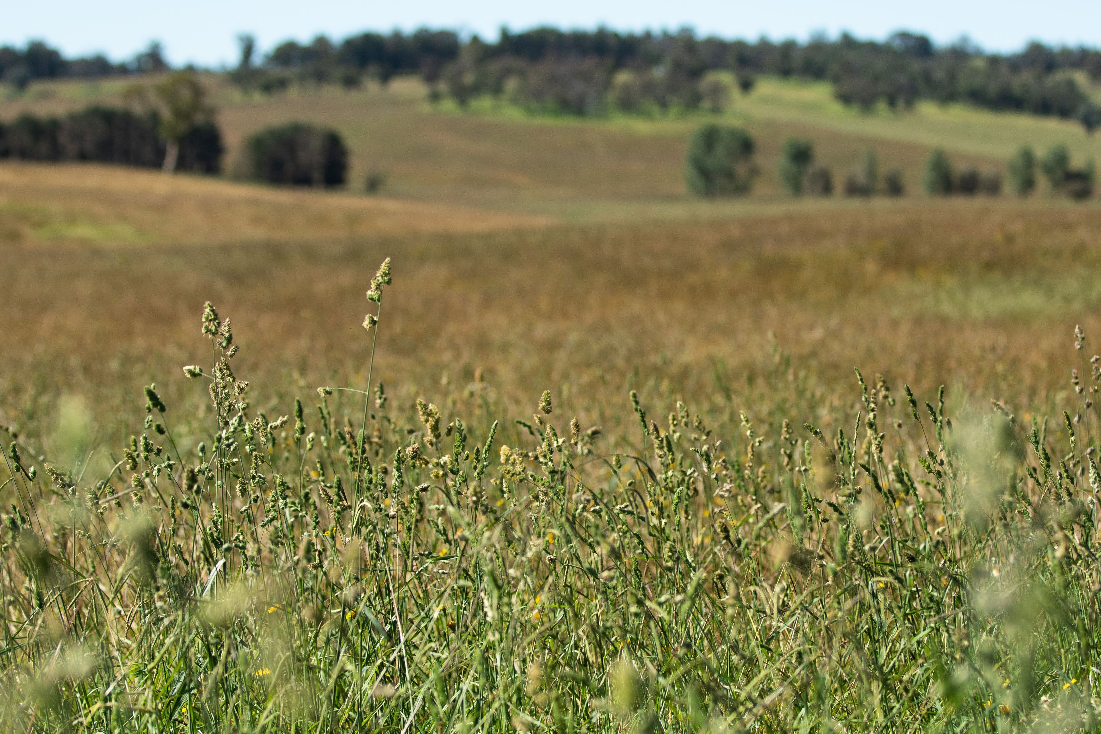 13566 Oxley Highway, Walcha NSW 2354, Walcha - Thumbnail 8