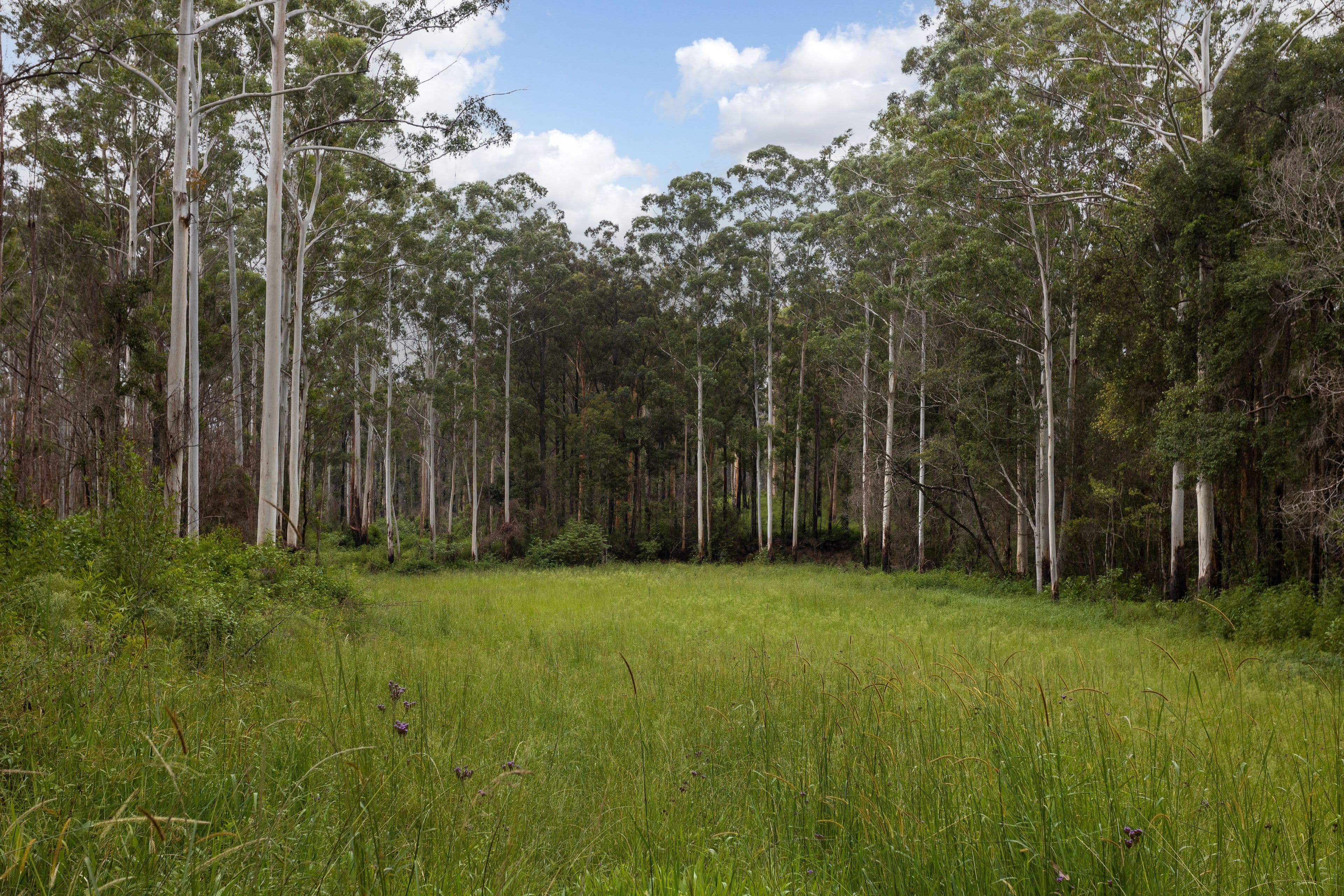 255 Careys Road, Hillville NSW 2430, Hillville - Thumbnail 7