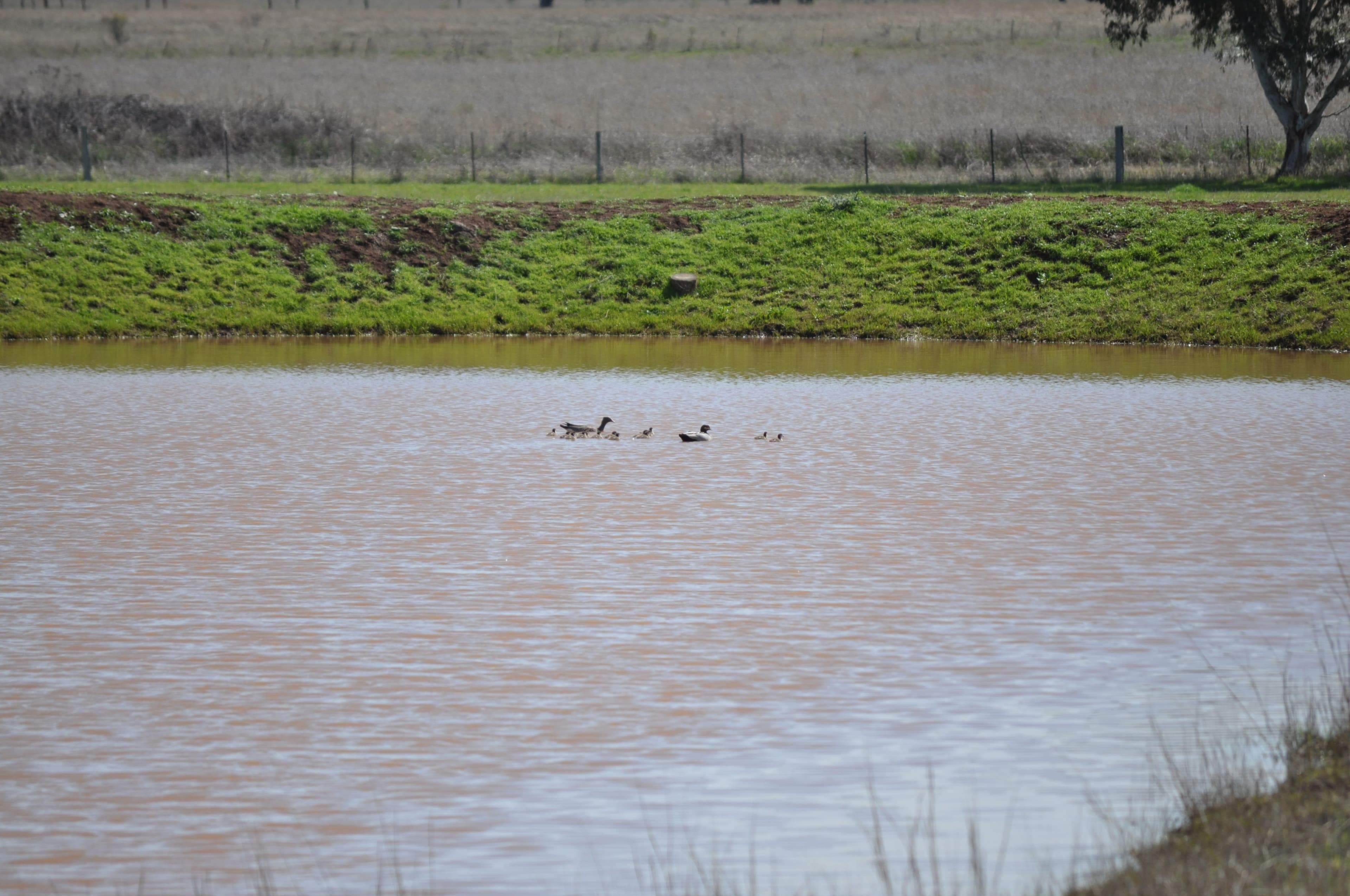 Inverell NSW 2360, Inverell - Thumbnail 7