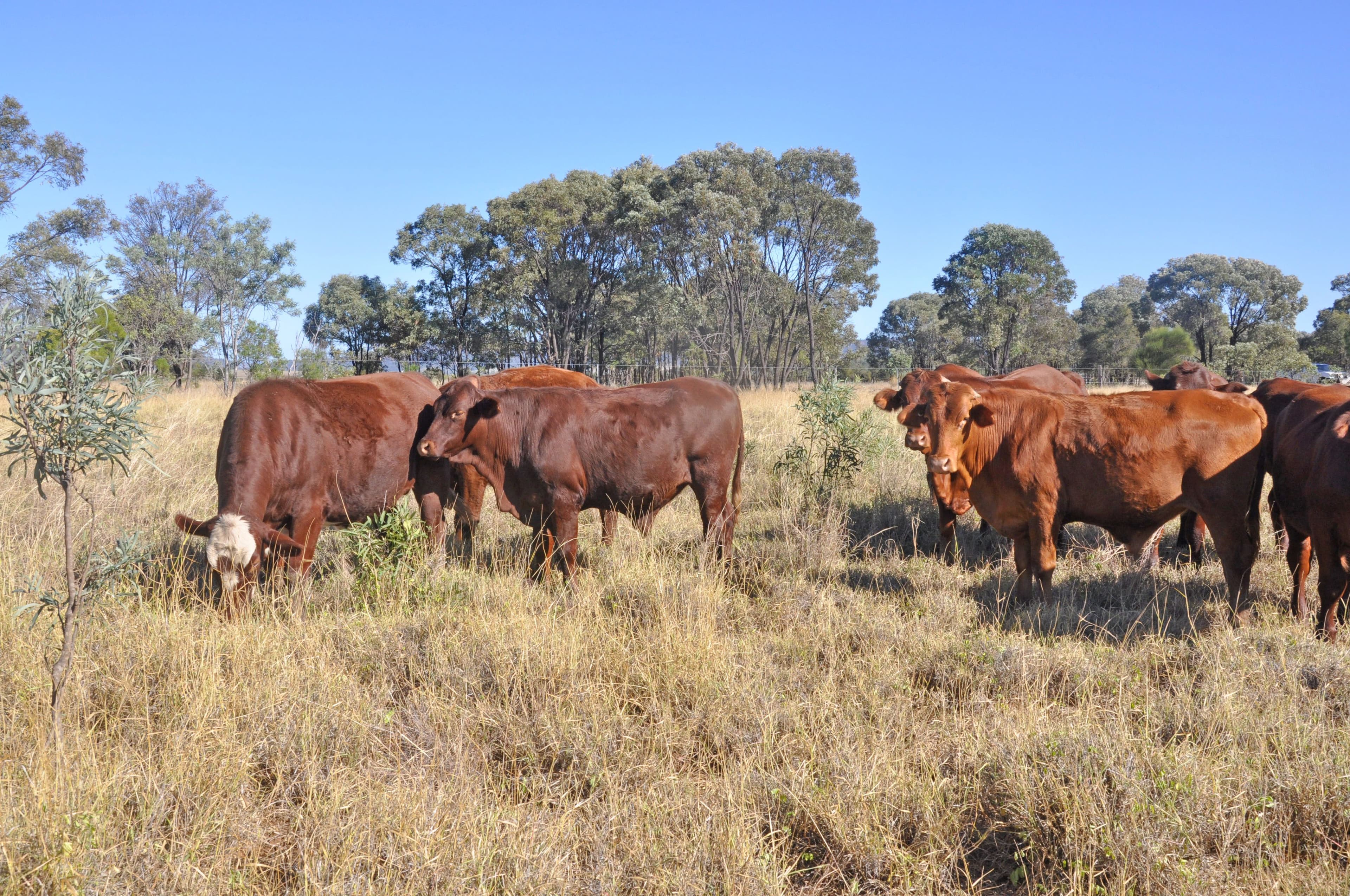 134 Austins Road, Theodore QLD 4719, Theodore - Thumbnail 3