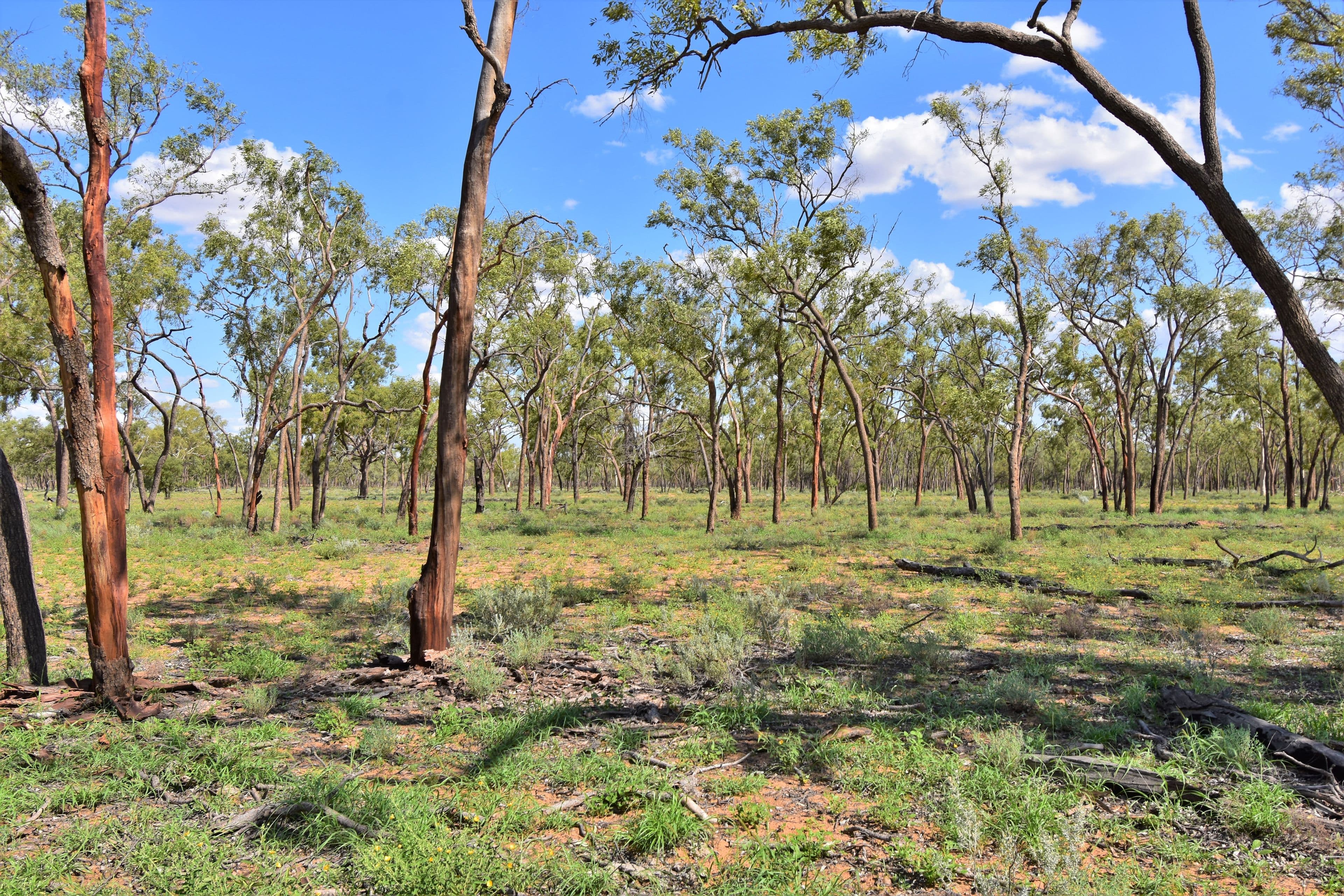 Barcaldine QLD 4725, Barcaldine - Thumbnail 5
