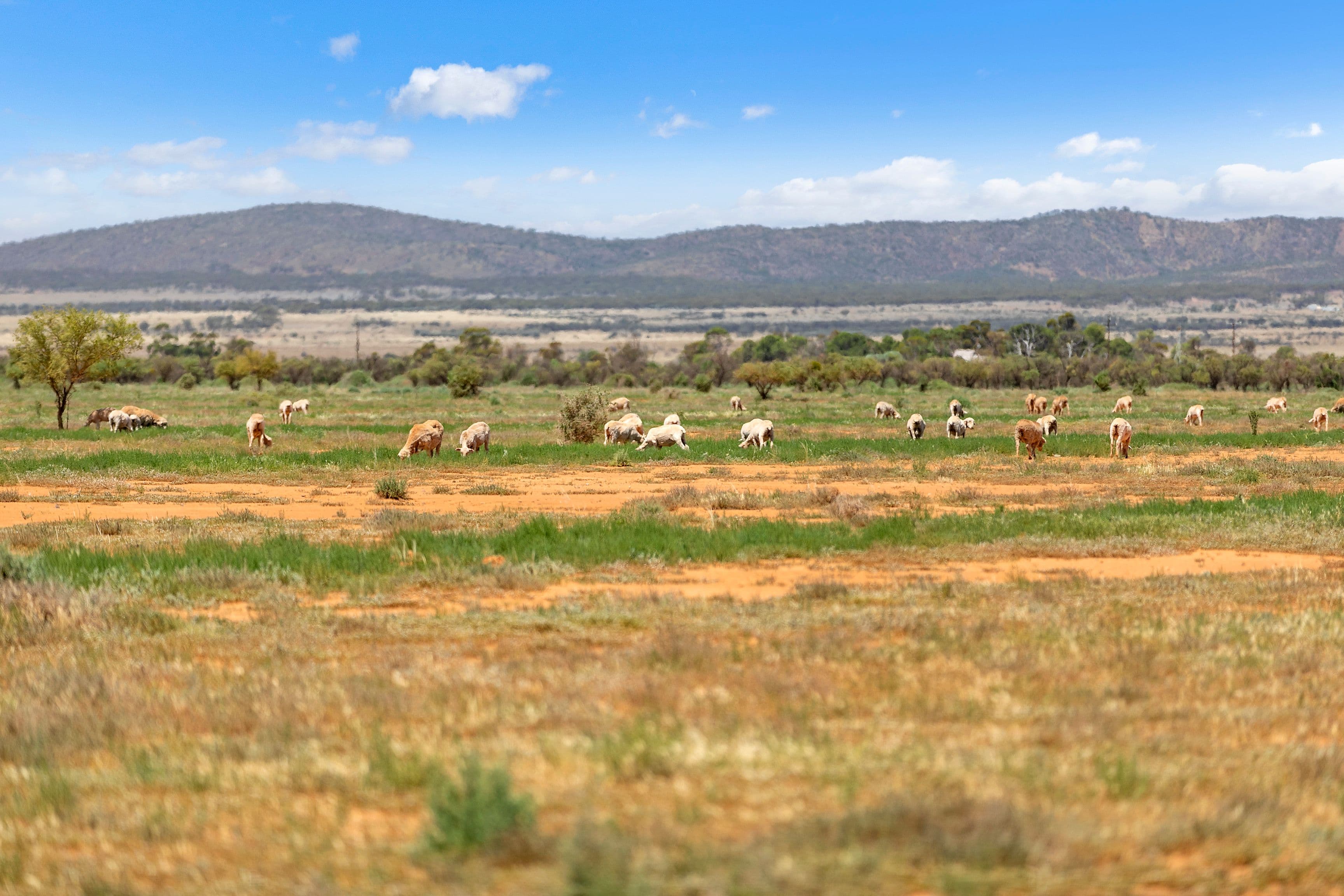 Lot 1 Minburra Road, Orroroo SA 5431, Orroroo - Image 1