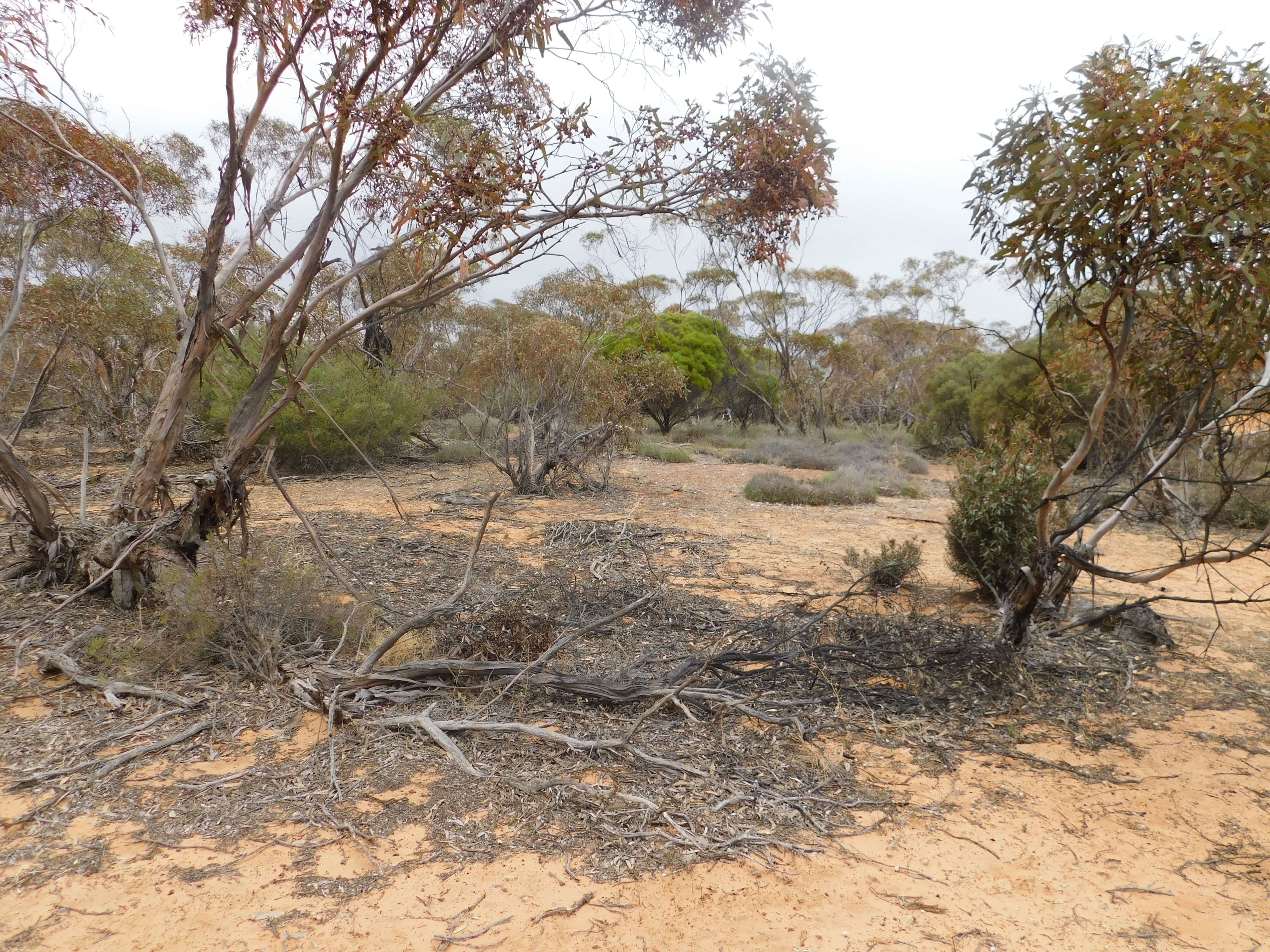 Sec 35 Racecourse Road, Halidon SA 5309, Halidon - Thumbnail 3
