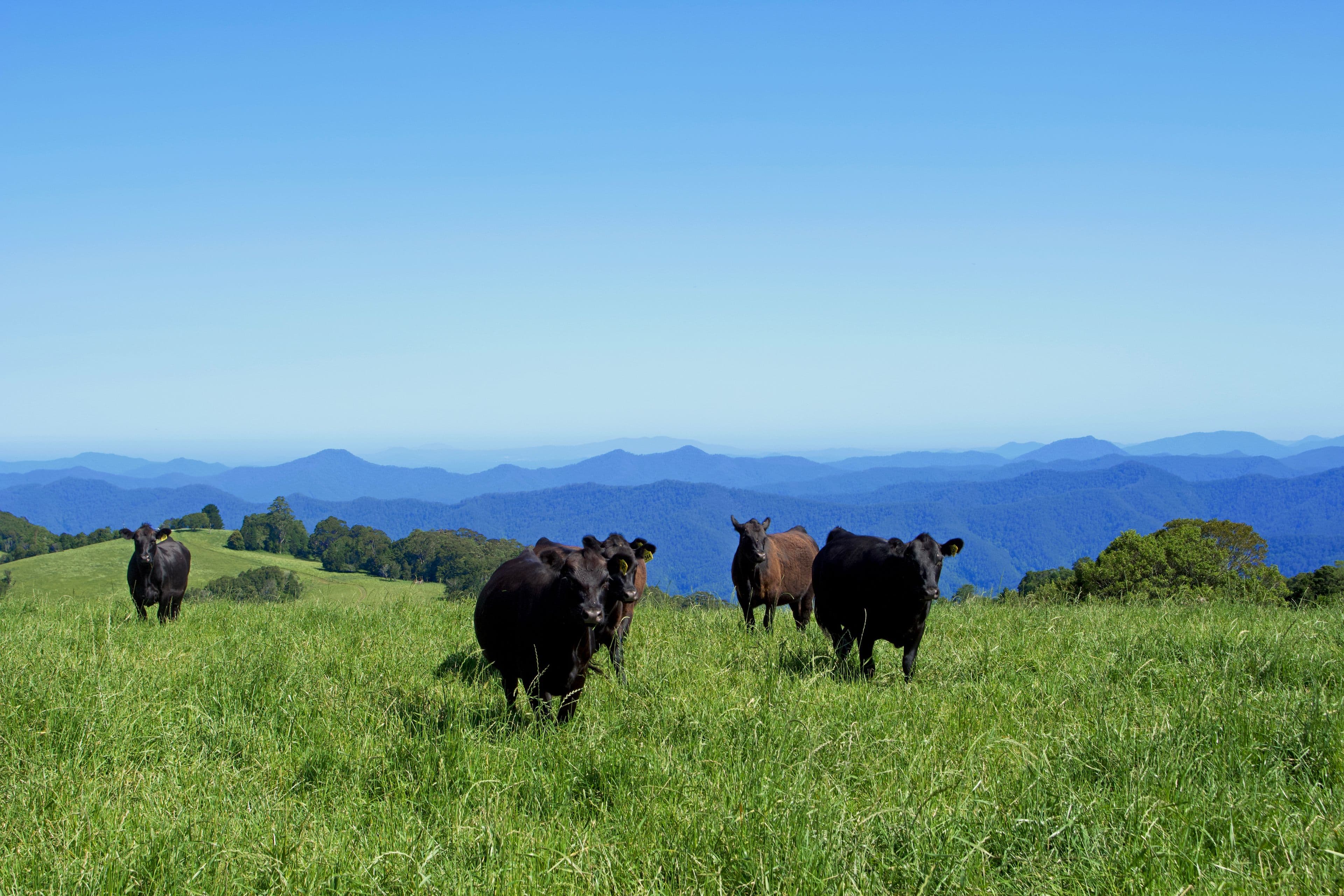 Dorrigo NSW 2453, Dorrigo - Image 1