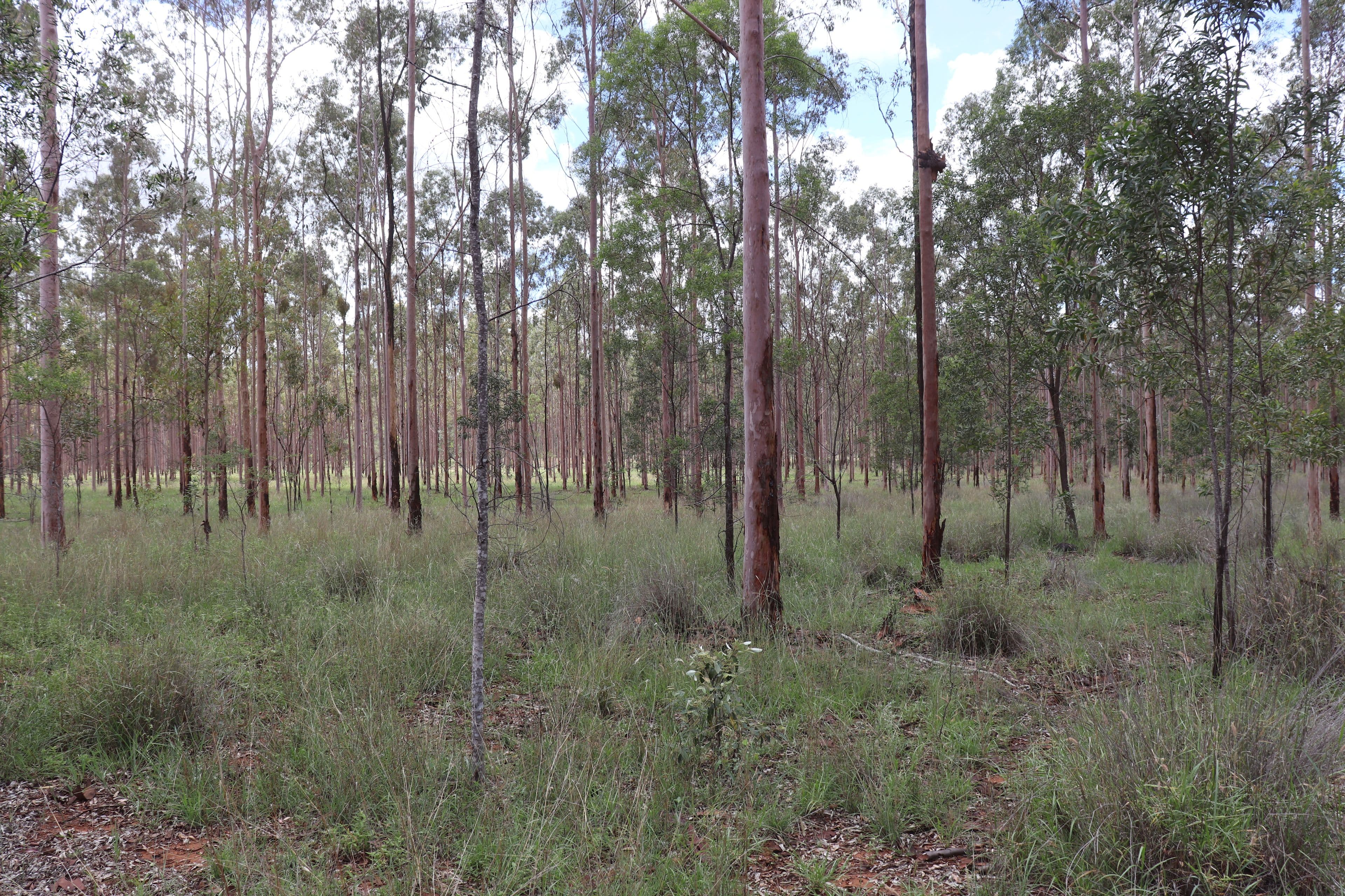 Mathisen Off Humphrey-Binjour Road, Binjour QLD 4625, Binjour - Thumbnail 2