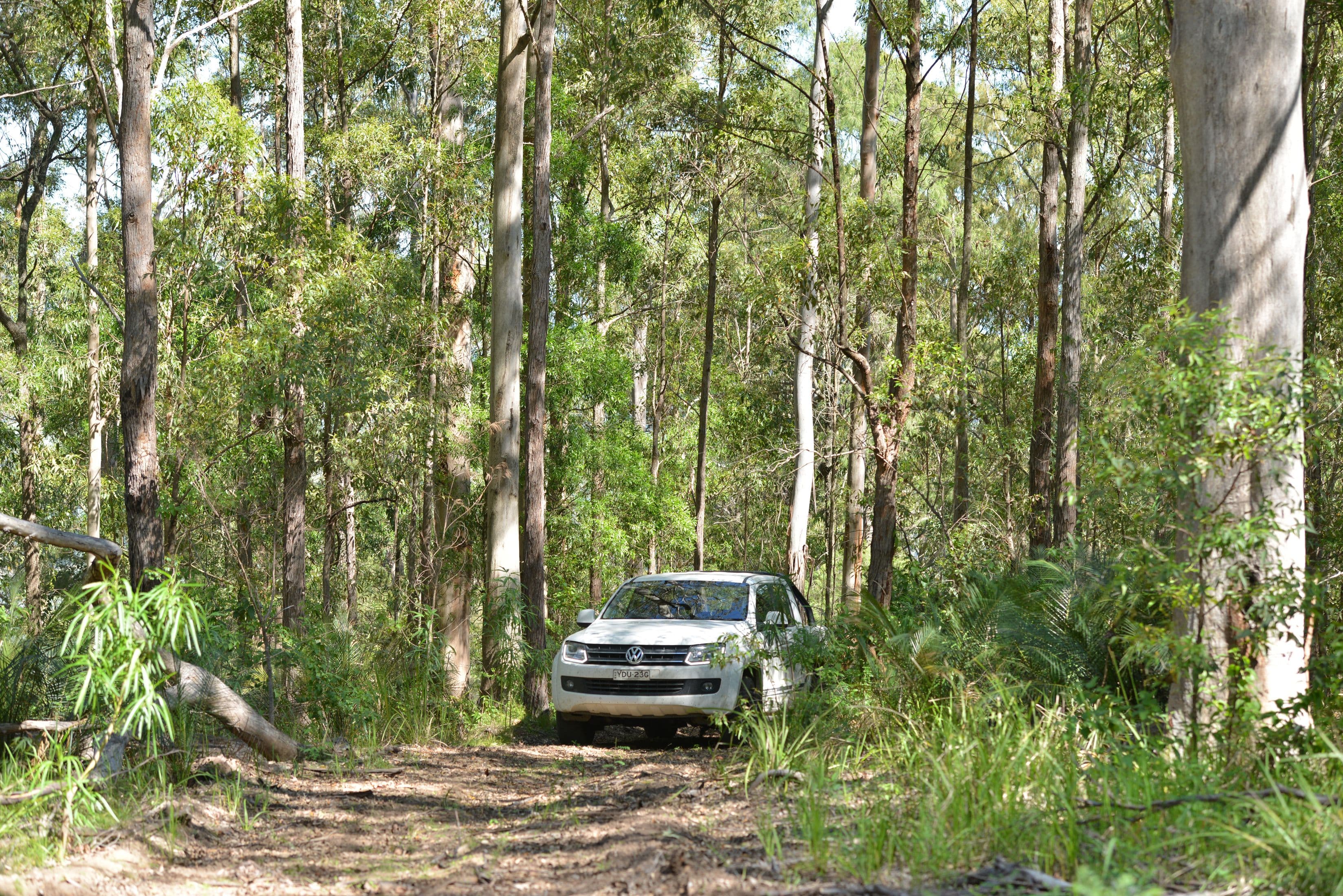 Lot 156 Nowendoc Road, Knorrit Flat NSW 2424, Knorrit Flat - Thumbnail 6