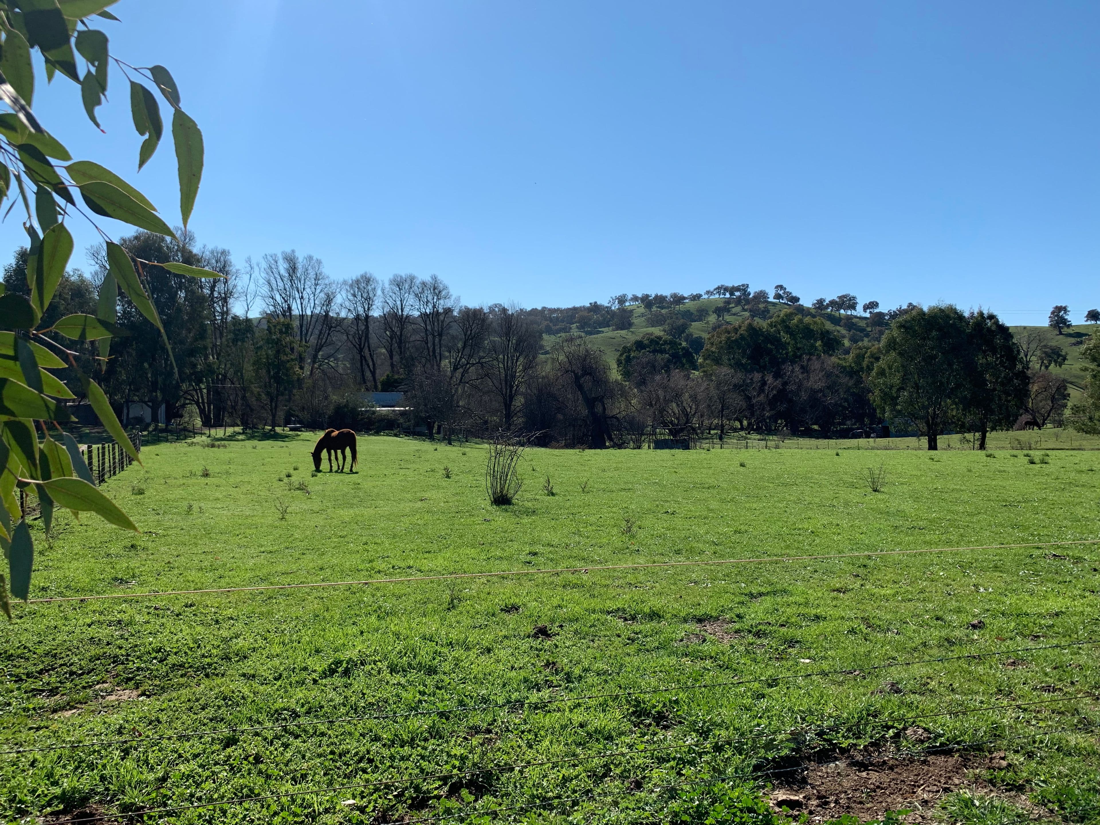 736 Woomargama Way, Woomargama NSW 2644, Woomargama - Thumbnail 5