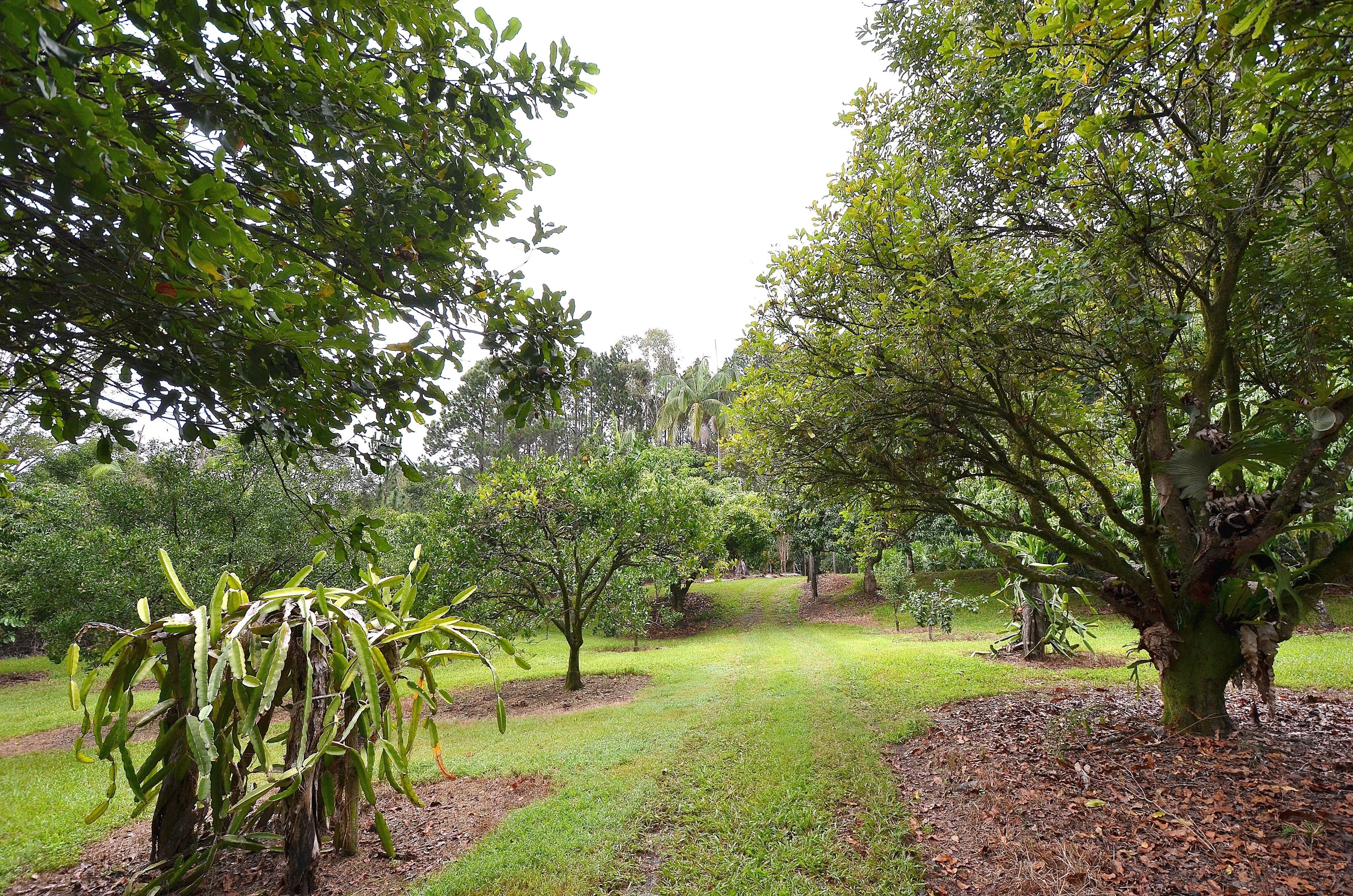 69 Estelle Road, Currumbin Valley QLD 4223, Currumbin Valley - Thumbnail 3