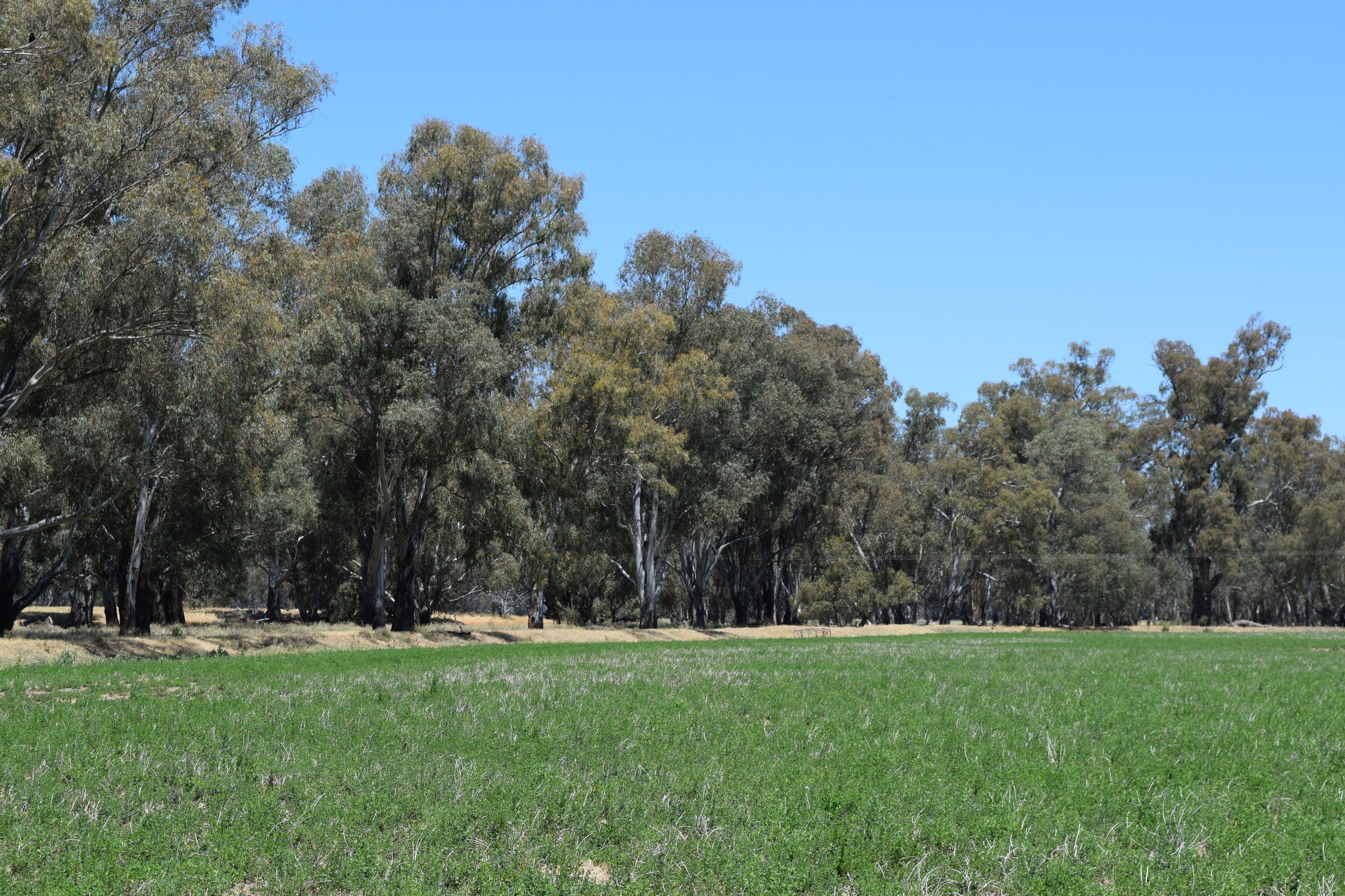 Packwood 5798 Lachlan Valley Way, CONDOBOLIN NSW 2877, Condobolin - Thumbnail 7