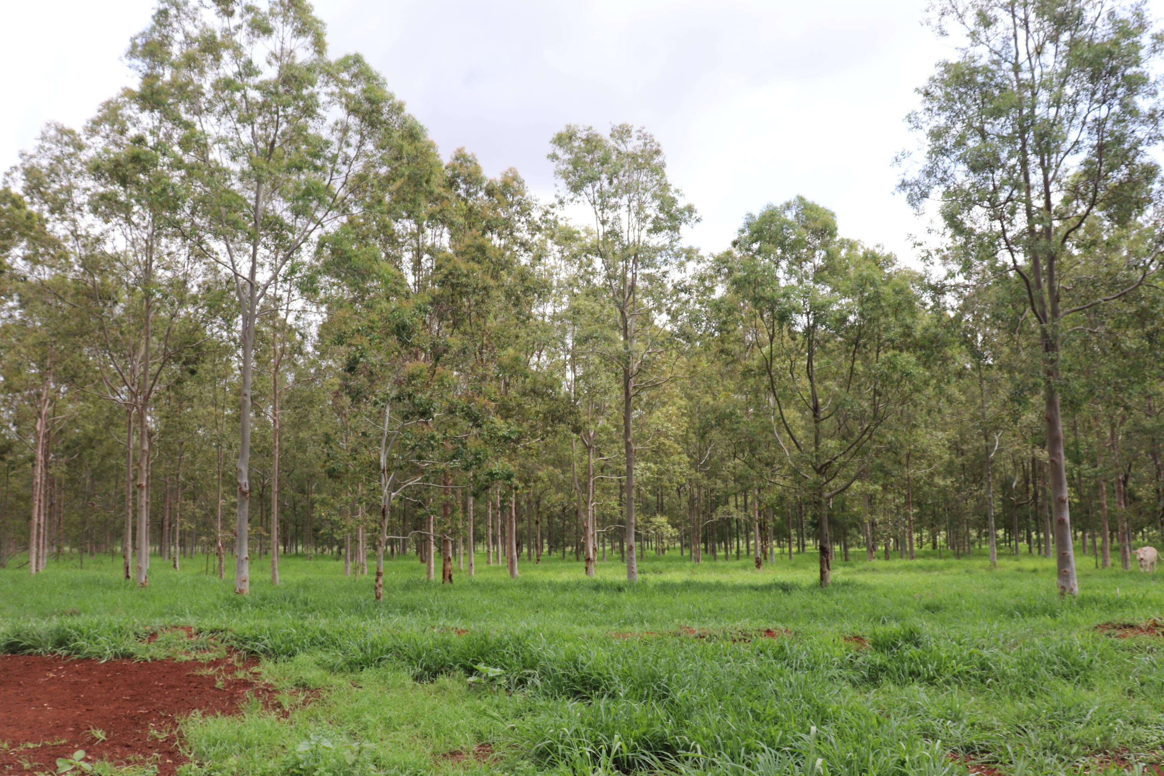 Lot 27 & 28 West Wooroolin Road, Wooroolin QLD 4608, Wooroolin - Thumbnail 2