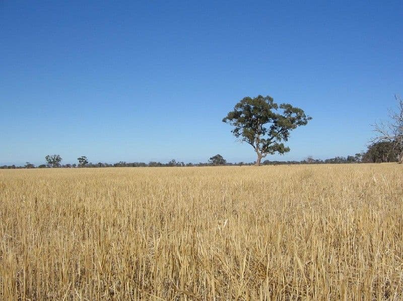 Lot 275 Pitcher Lane, Bordertown SA 5268, Bordertown - Thumbnail 6