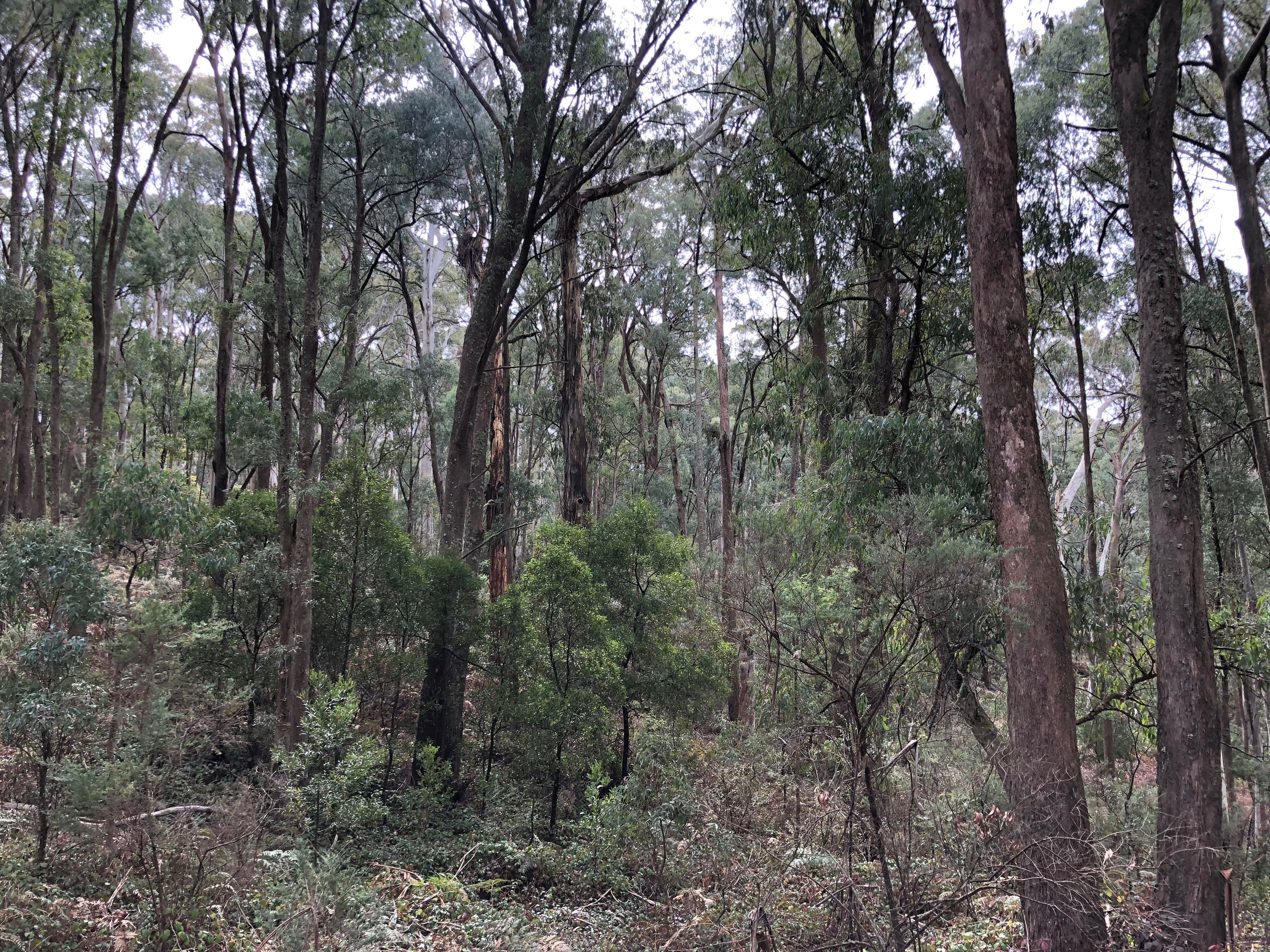 Lot 573 DP1128149 Batlow Road, Willigobung NSW 2653, Willigobung - Thumbnail 2