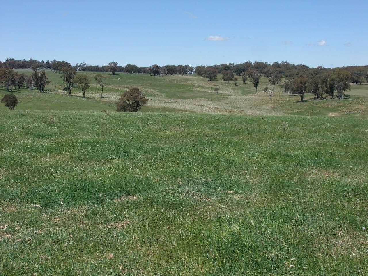 Neville NSW 2799, Neville - Thumbnail 5