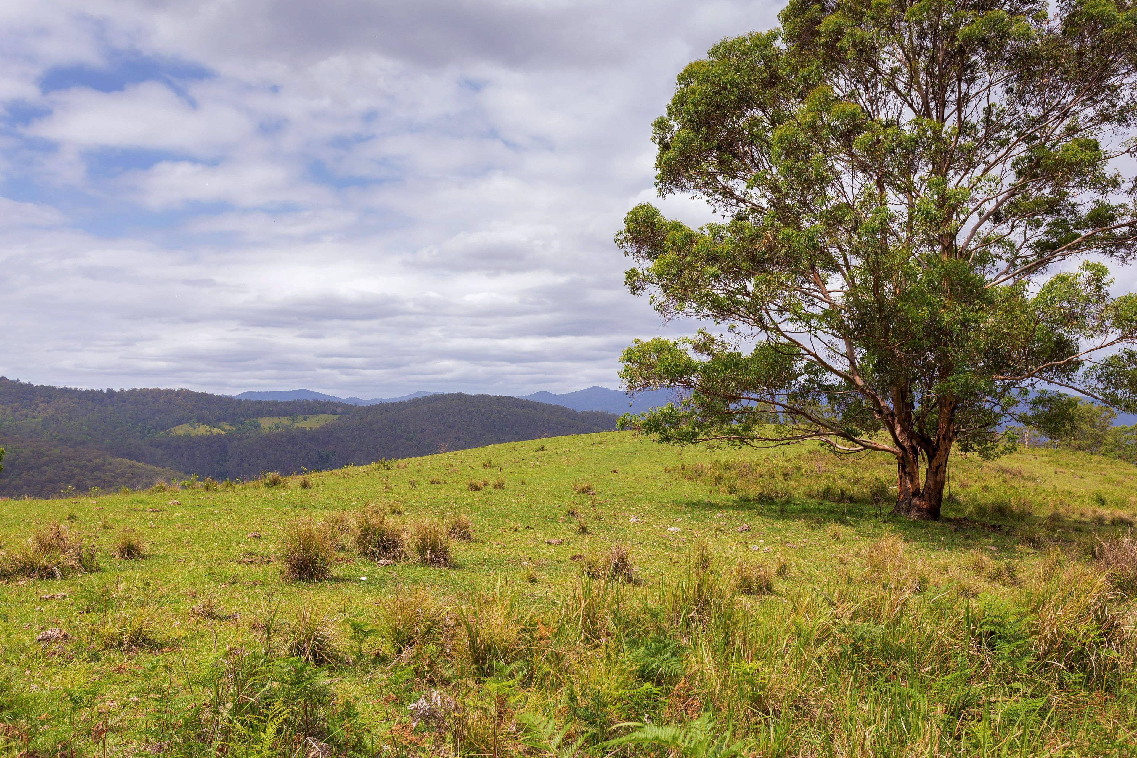 188 Enfield Range Road, Cooplacurripa NSW 2424, Cooplacurripa - Thumbnail 6