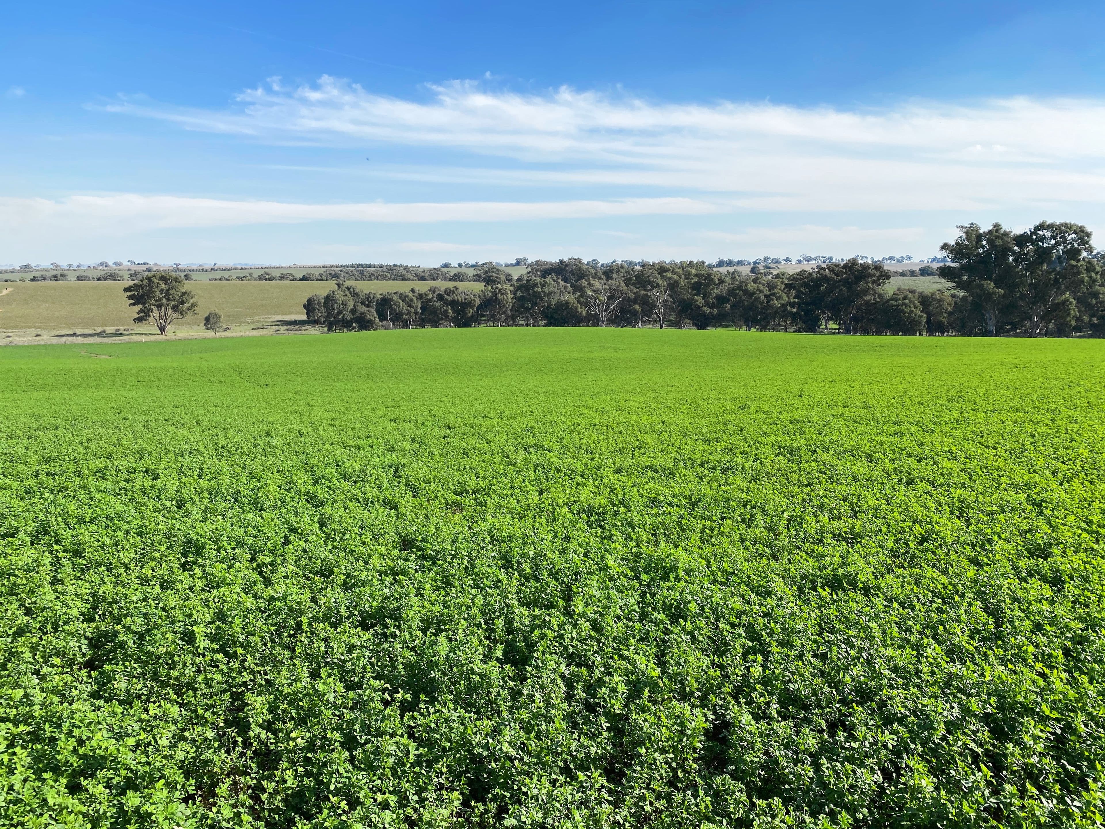 Harden NSW 2587, Harden - Thumbnail 3
