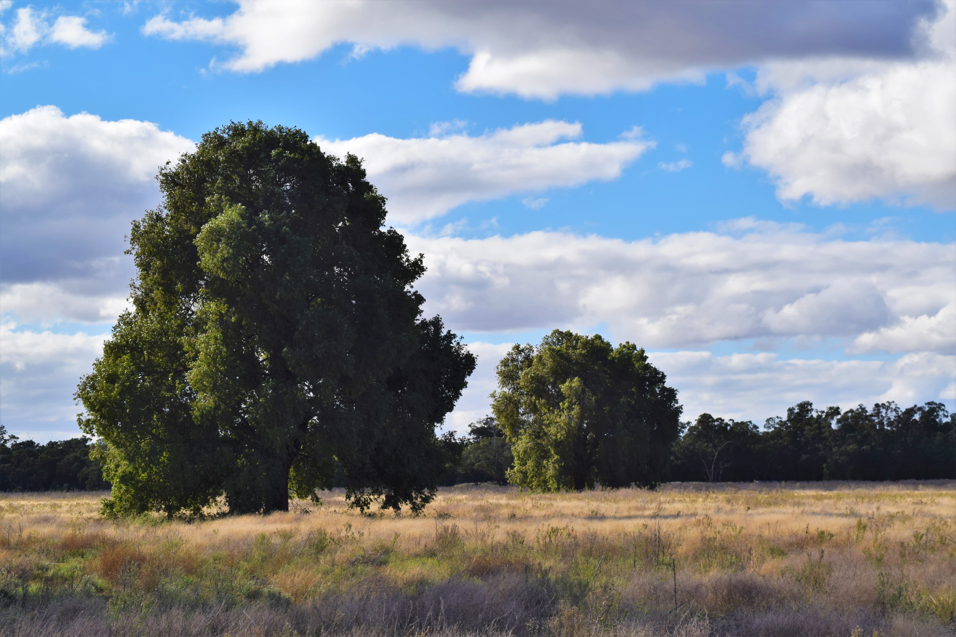 'Raymad' Gillenbine Road, Trundle NSW 2875, Trundle - Thumbnail 2