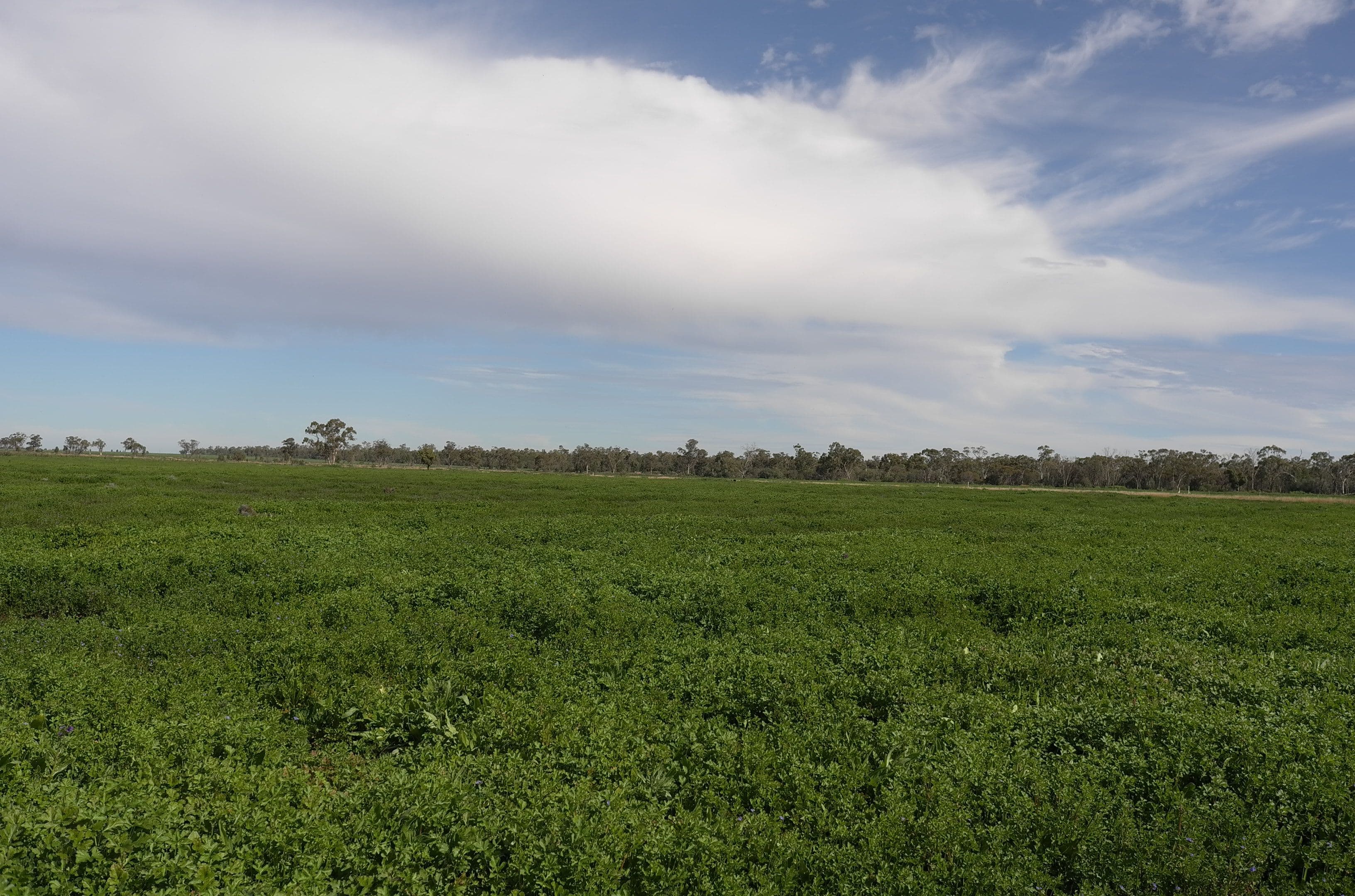 Farm 3953 Gilgai Road, Hermidale NSW 2831, Hermidale - Thumbnail 5