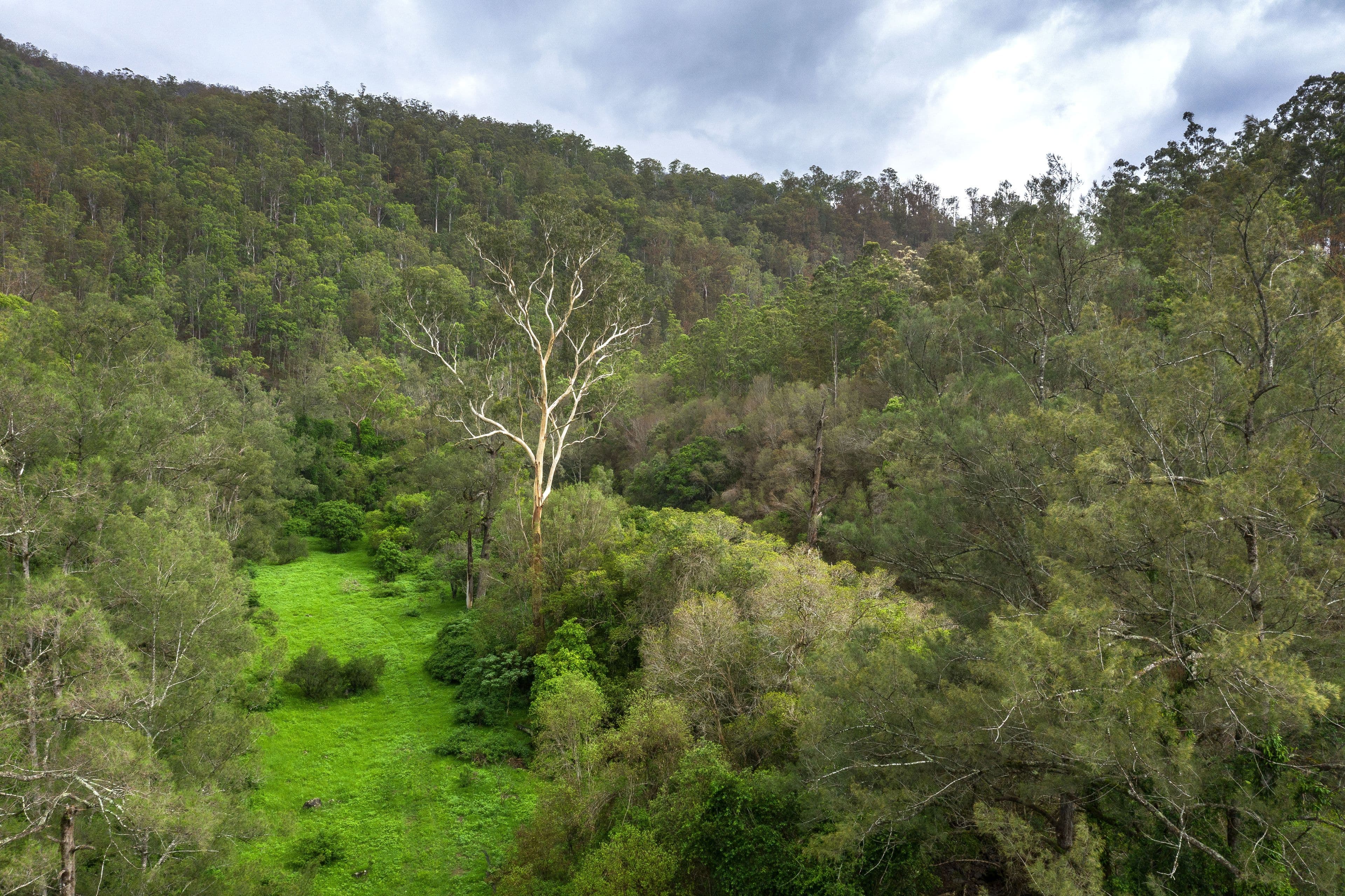 Lot 154 Cells Road, Cells River NSW 2424, Cells River - Thumbnail 7