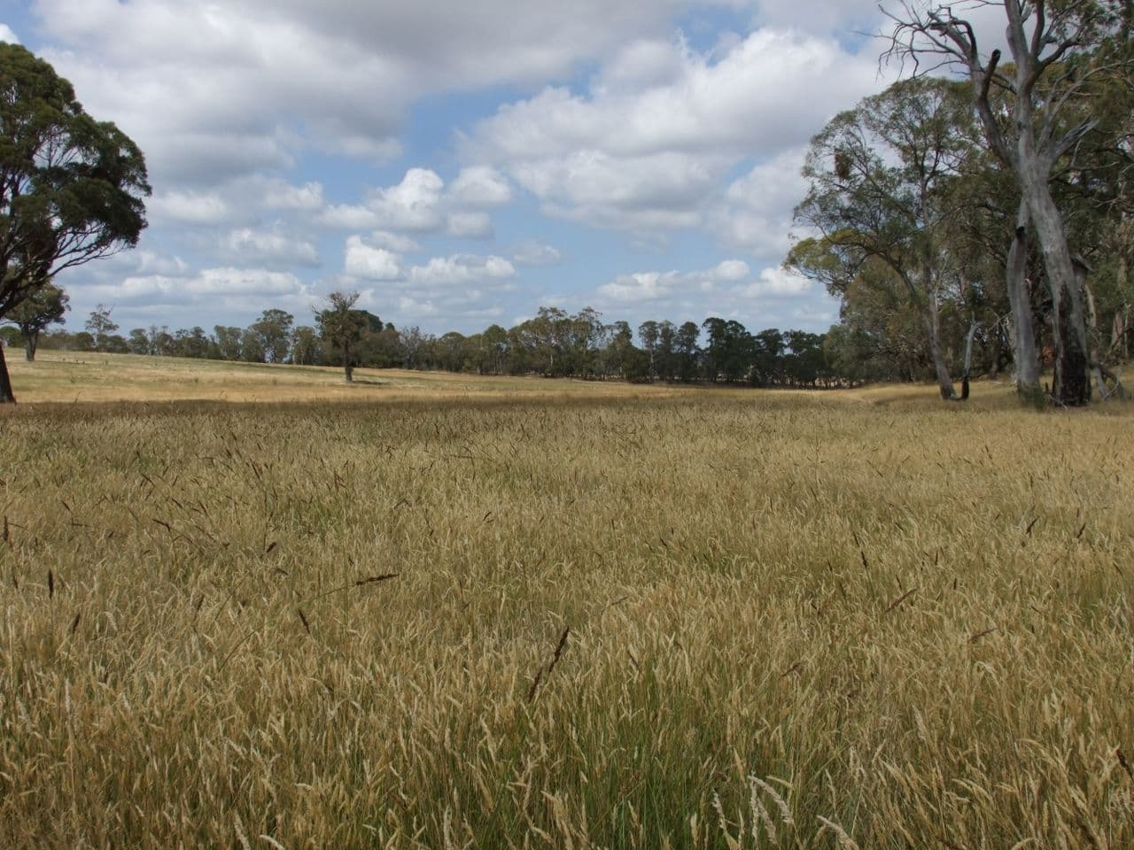 Neville NSW 2799, Neville - Thumbnail 6