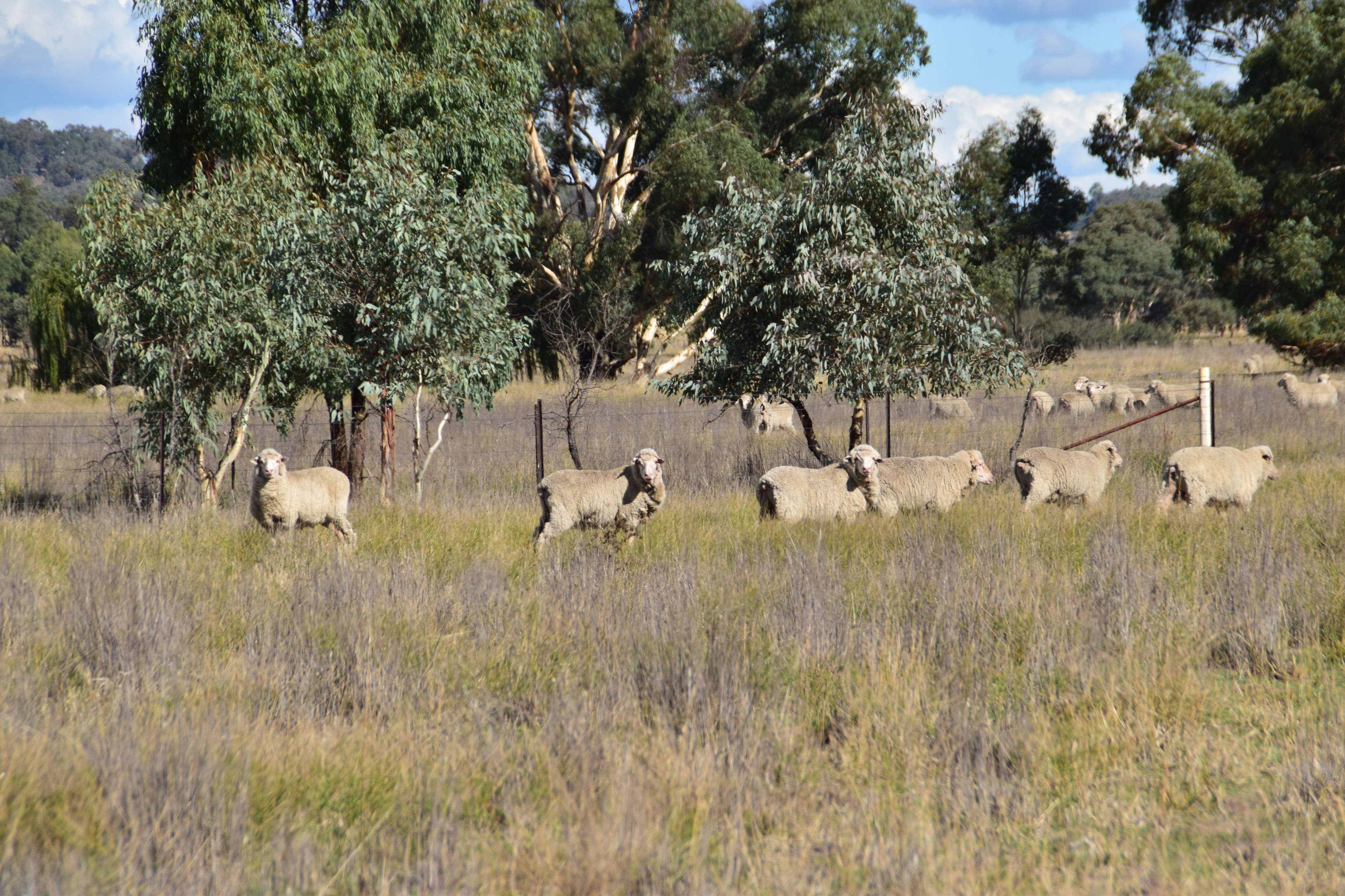 'Emrose' 6702 Renshaw McGirr Way, Baldry NSW 2867, Baldry - Thumbnail 8