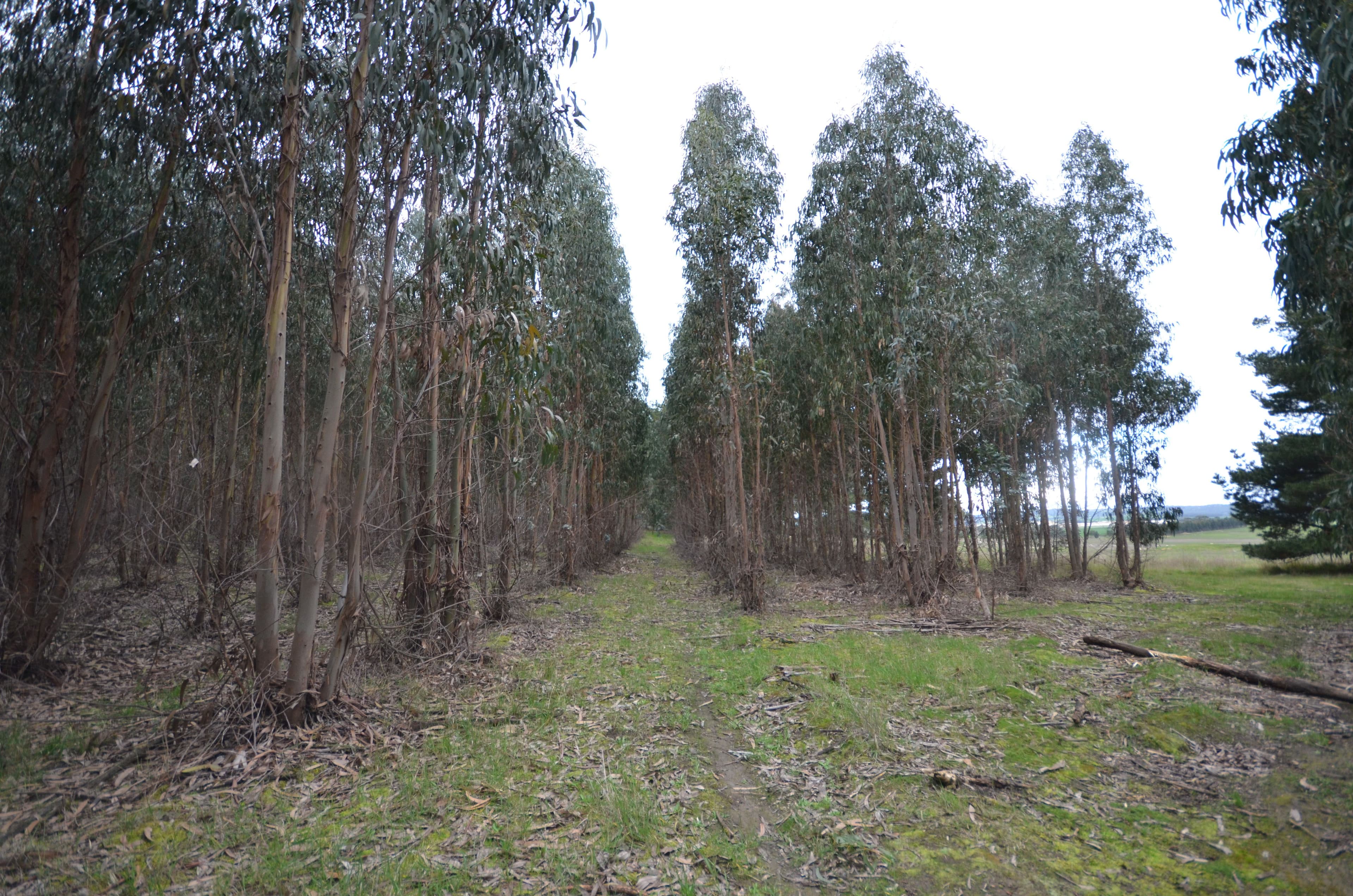 CA 46 Moreton Hill Road, SKIPTON VIC 3361, Skipton - Thumbnail 3