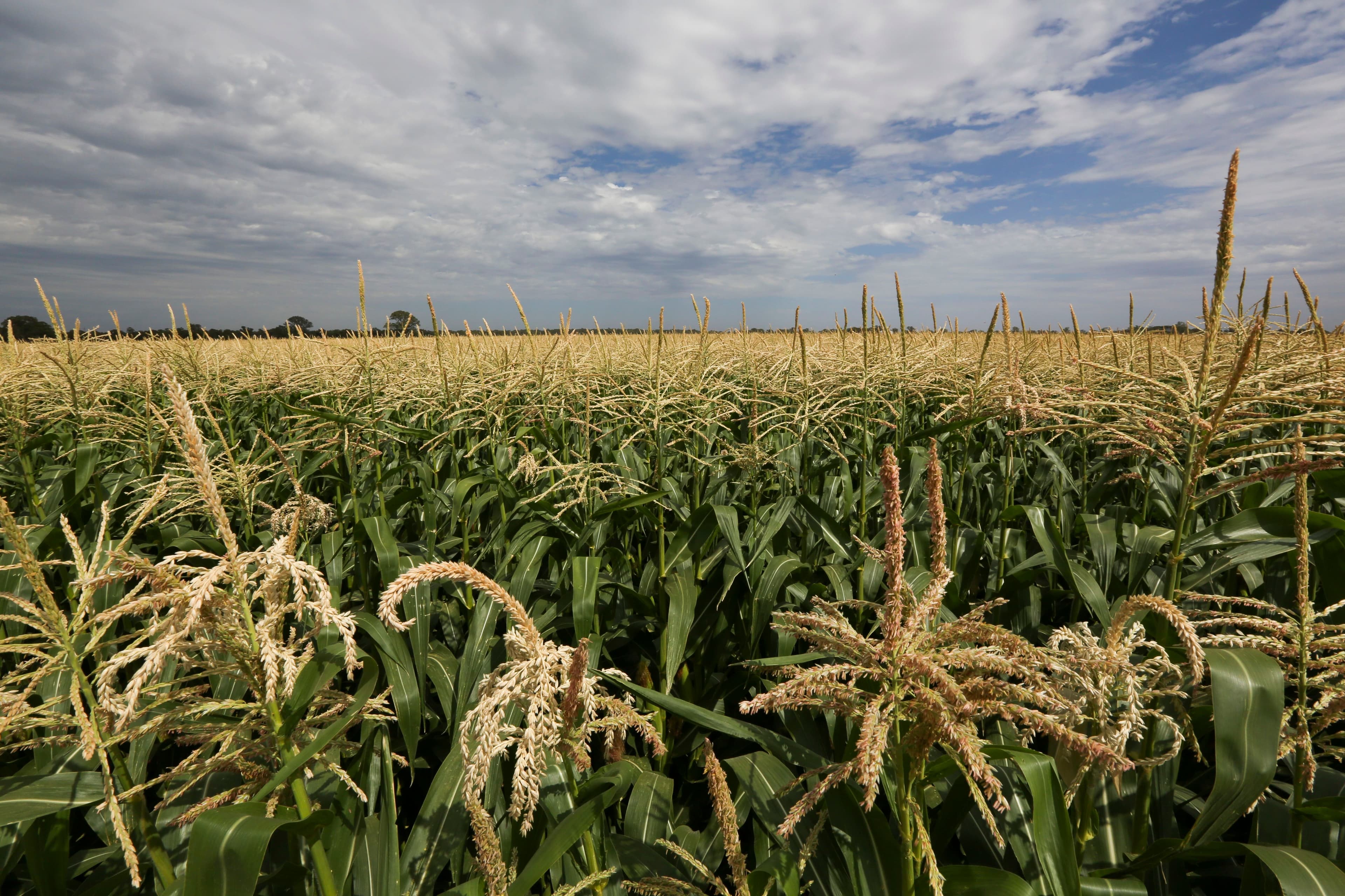 Yanco NSW 2703, Yanco - Thumbnail 5