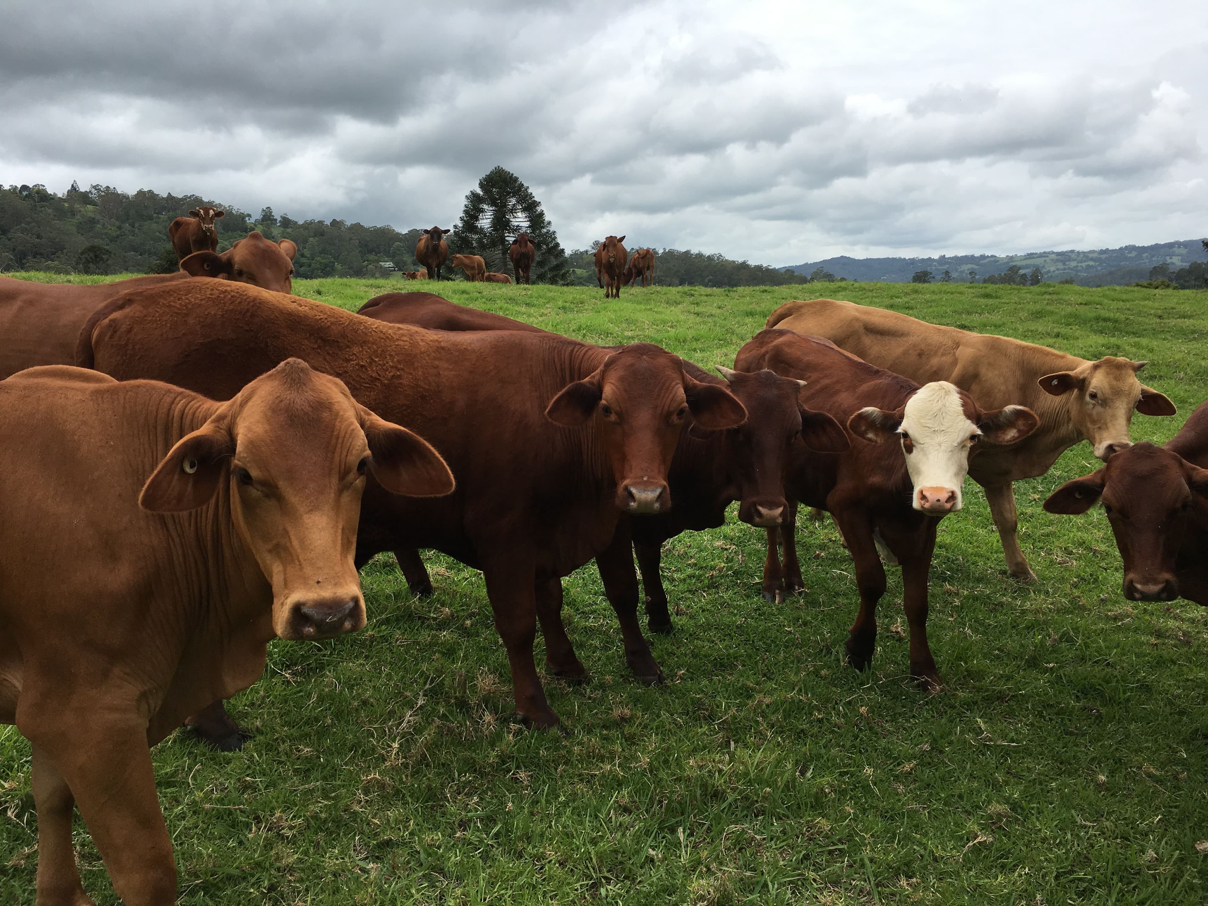780 Maleny Kenilworth Road, Curramore QLD 4552, Curramore - Thumbnail 2