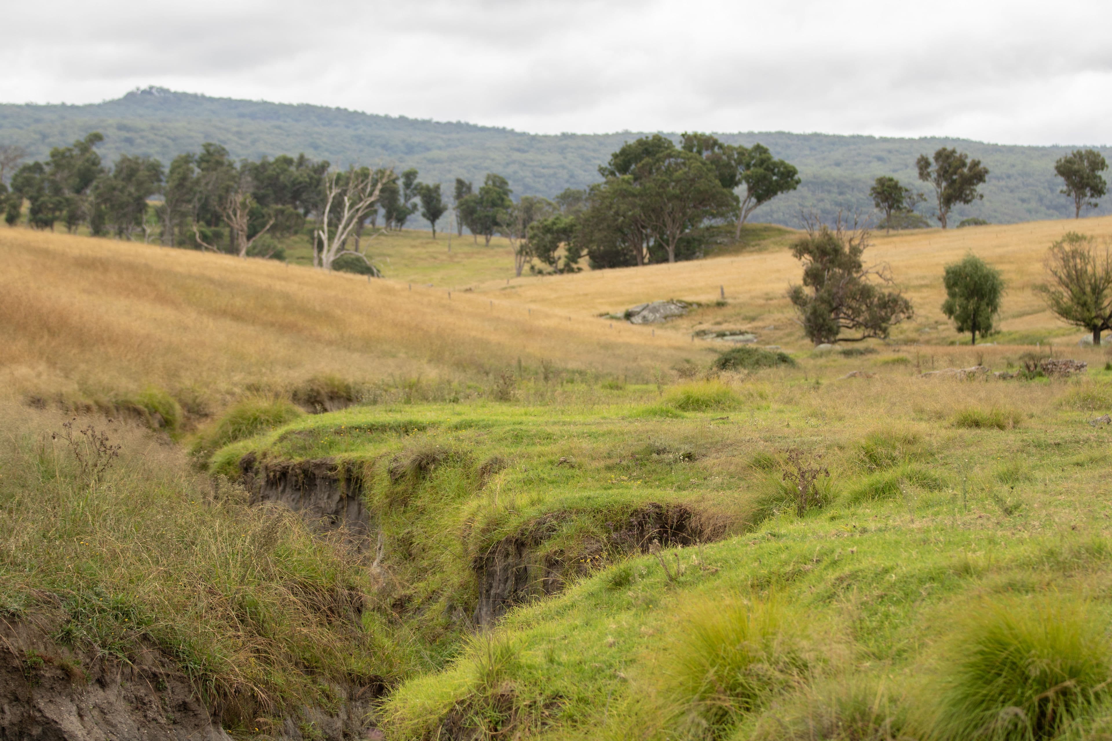 11032 Bruxner Highway, Tenterfield NSW 2372, Tenterfield - Thumbnail 3