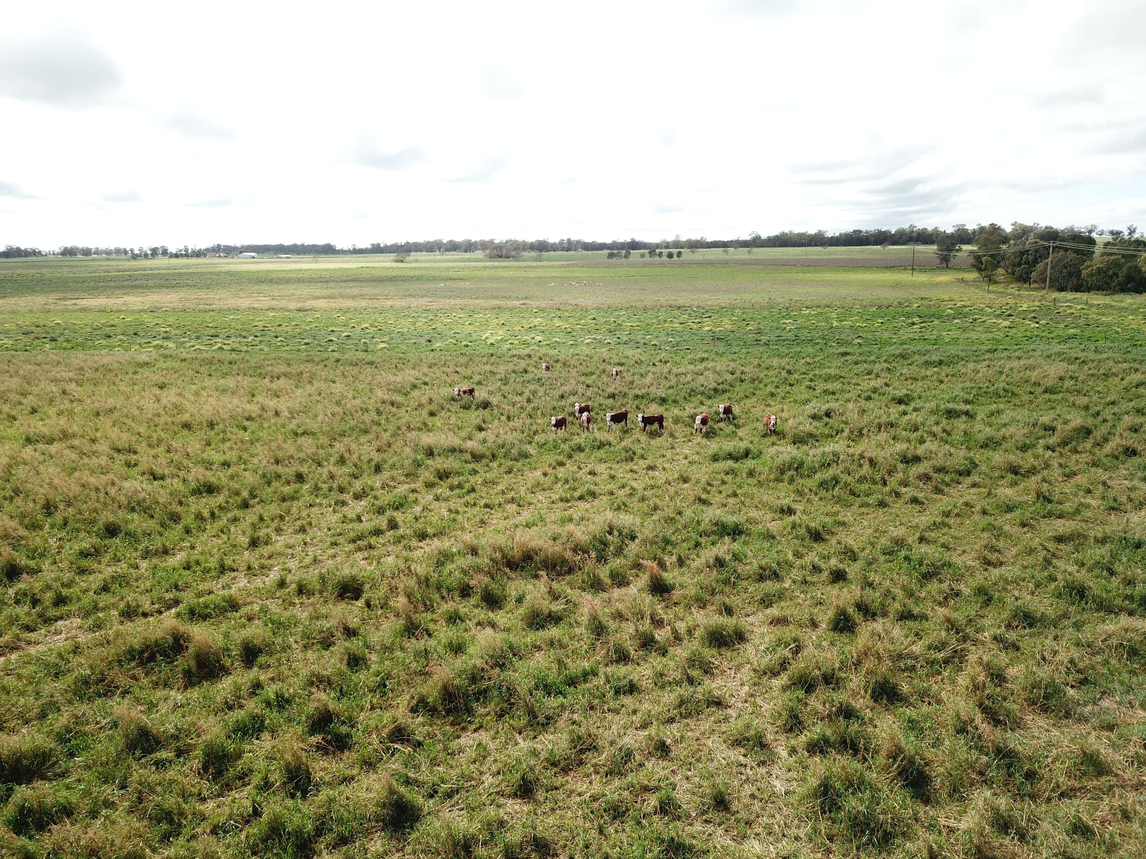 'Redbank' 102L Burraway Road, Terramungamine NSW 2830, Terramungamine - Thumbnail 5