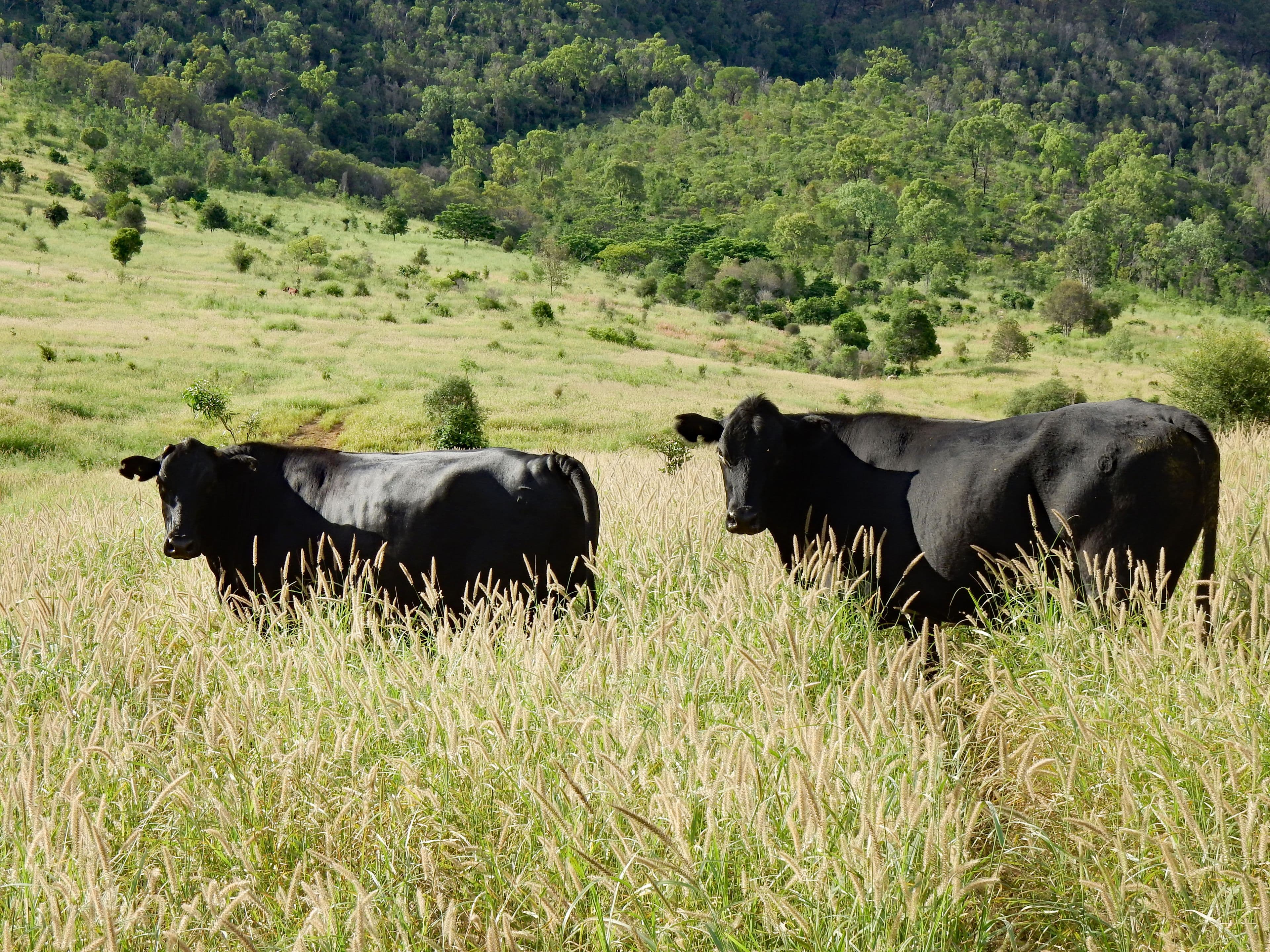 Dumgree QLD 4715, Dumgree - Image 1