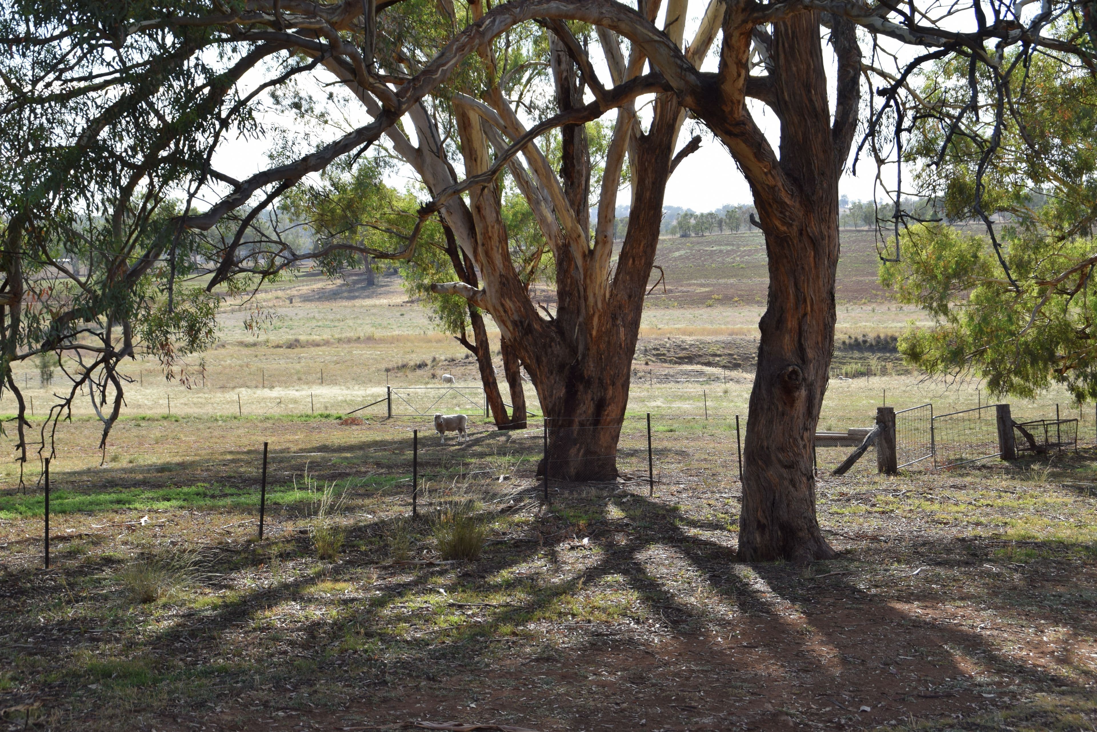 'Avalon' 115 Glenowen Road, Bakers Swamp NSW 2820, Bakers Swamp - Thumbnail 5