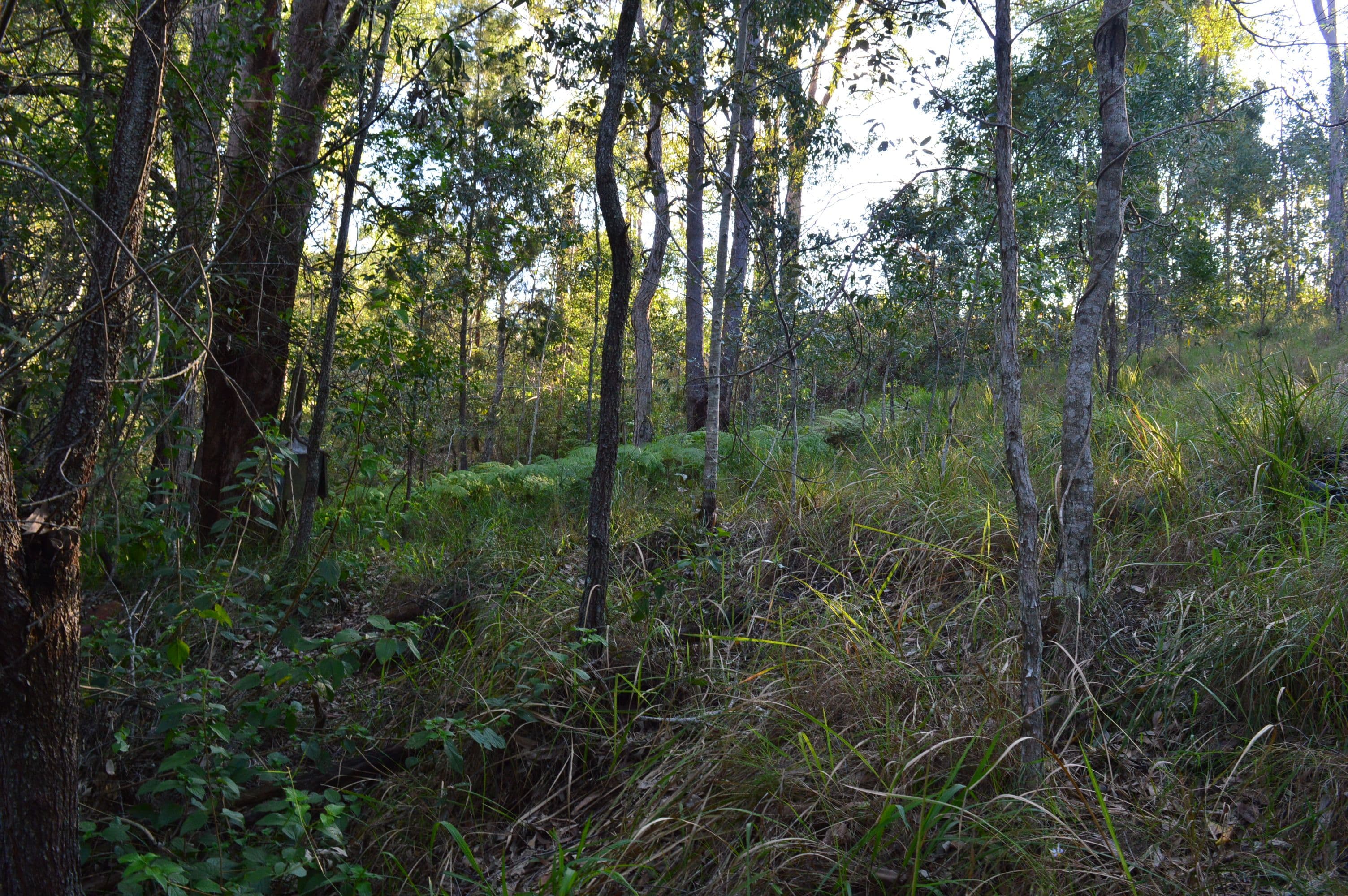 326 Old Peachester Road, Peachester QLD 4519, Peachester - Thumbnail 4