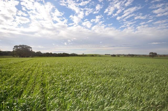 "Ashmore Farm" - Ashmore Smith Road, Mintaro SA 5415, Mintaro - Thumbnail 6
