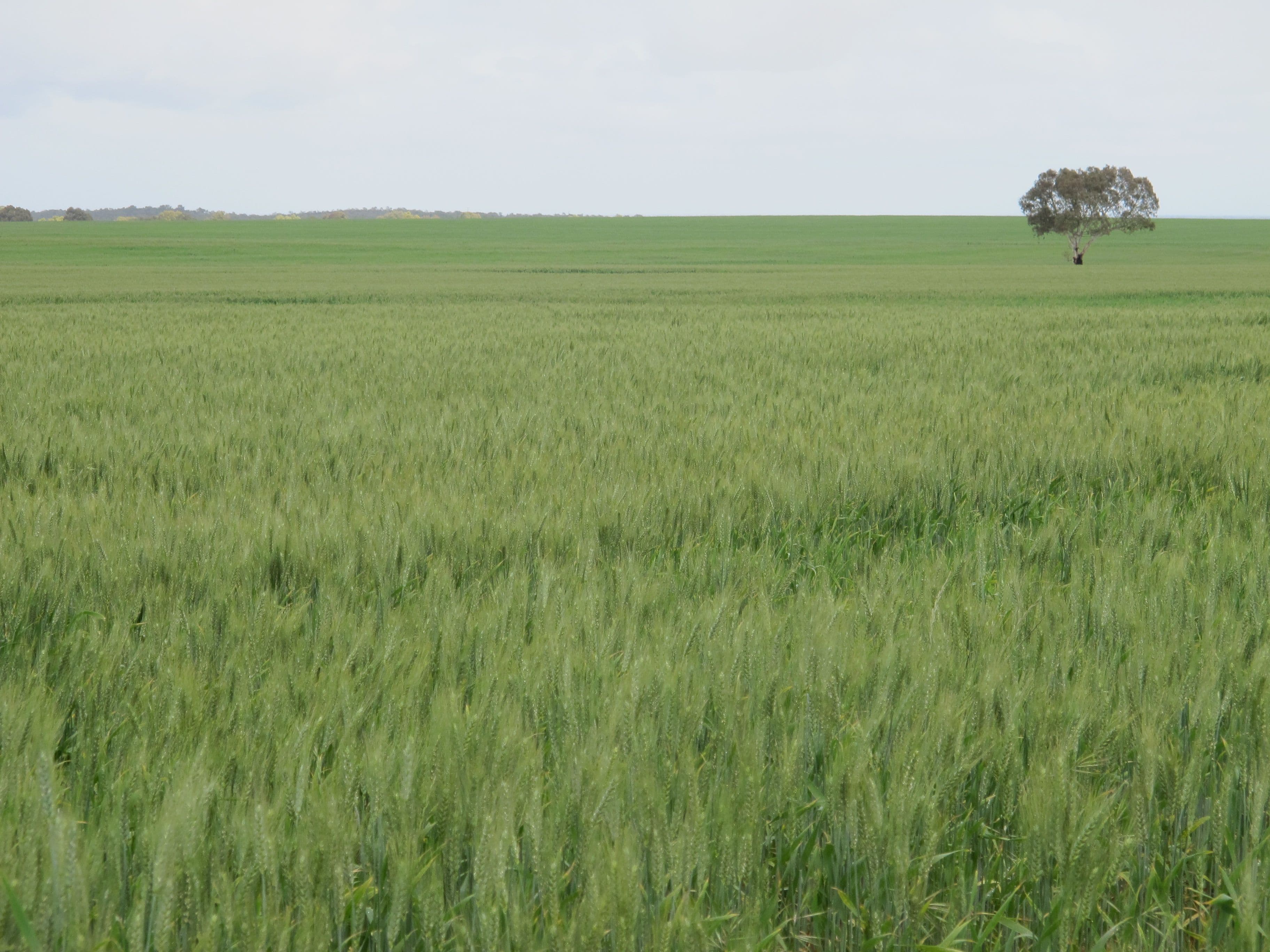 Balannada Farm Marchagee, COOROW WA 6515, Coorow - Thumbnail 2
