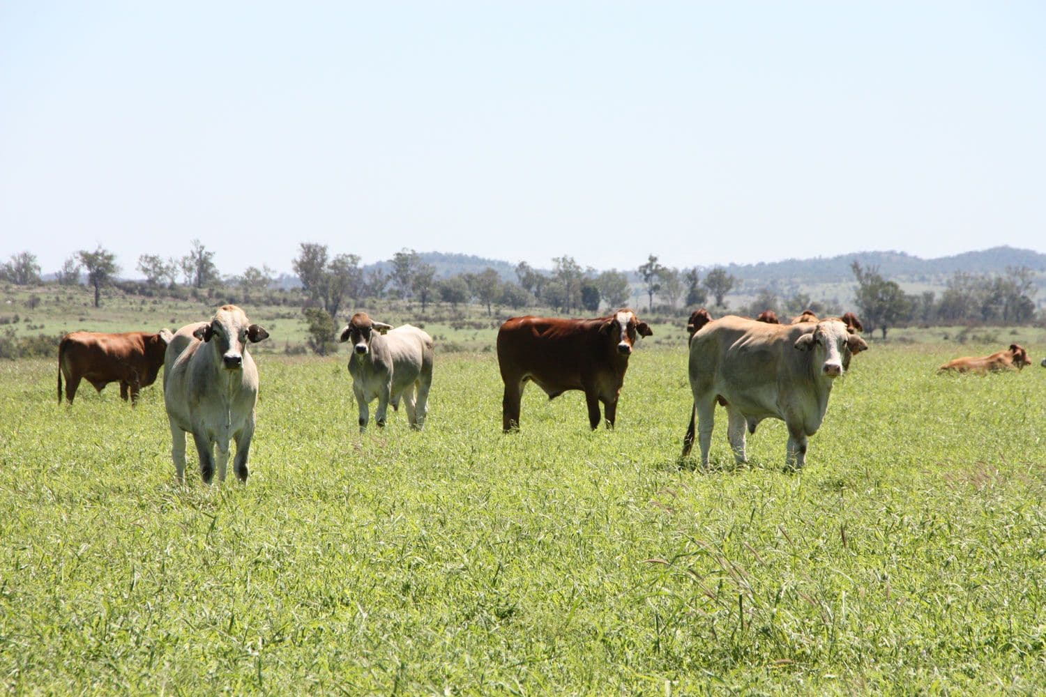 550 Dodsons Road, Goovigen QLD 4702, Goovigen - Thumbnail 2