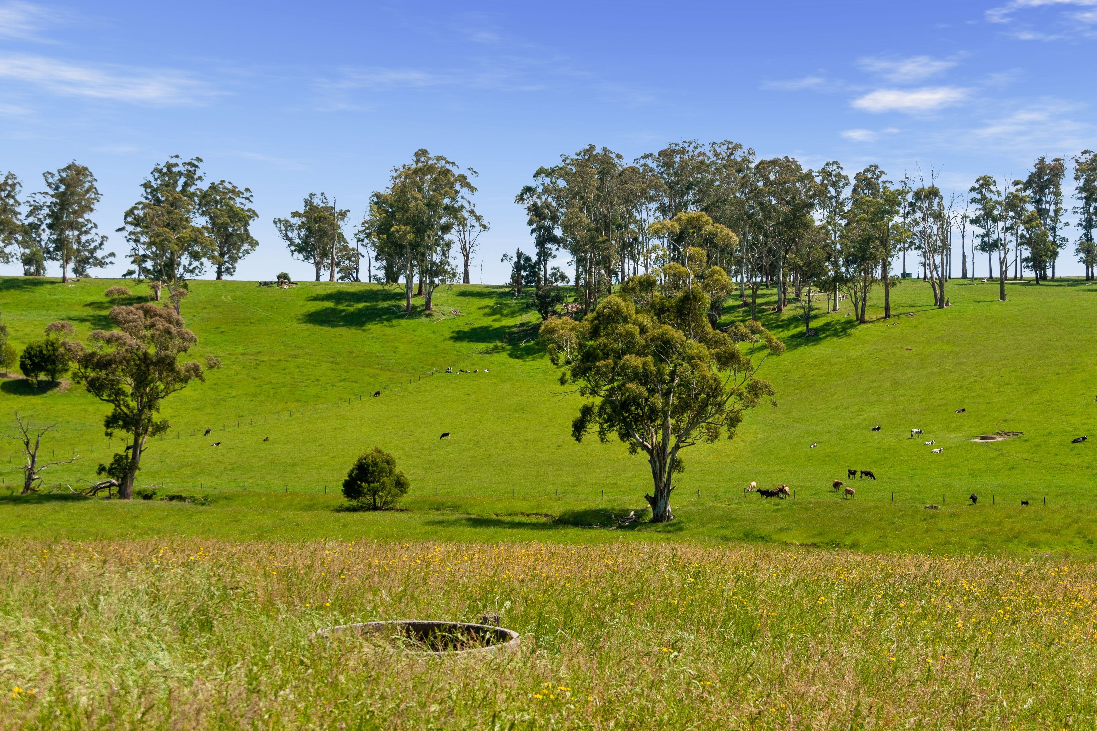 173 Torwood-Topiram Road,, Hallora VIC 3818, Hallora - Thumbnail 8