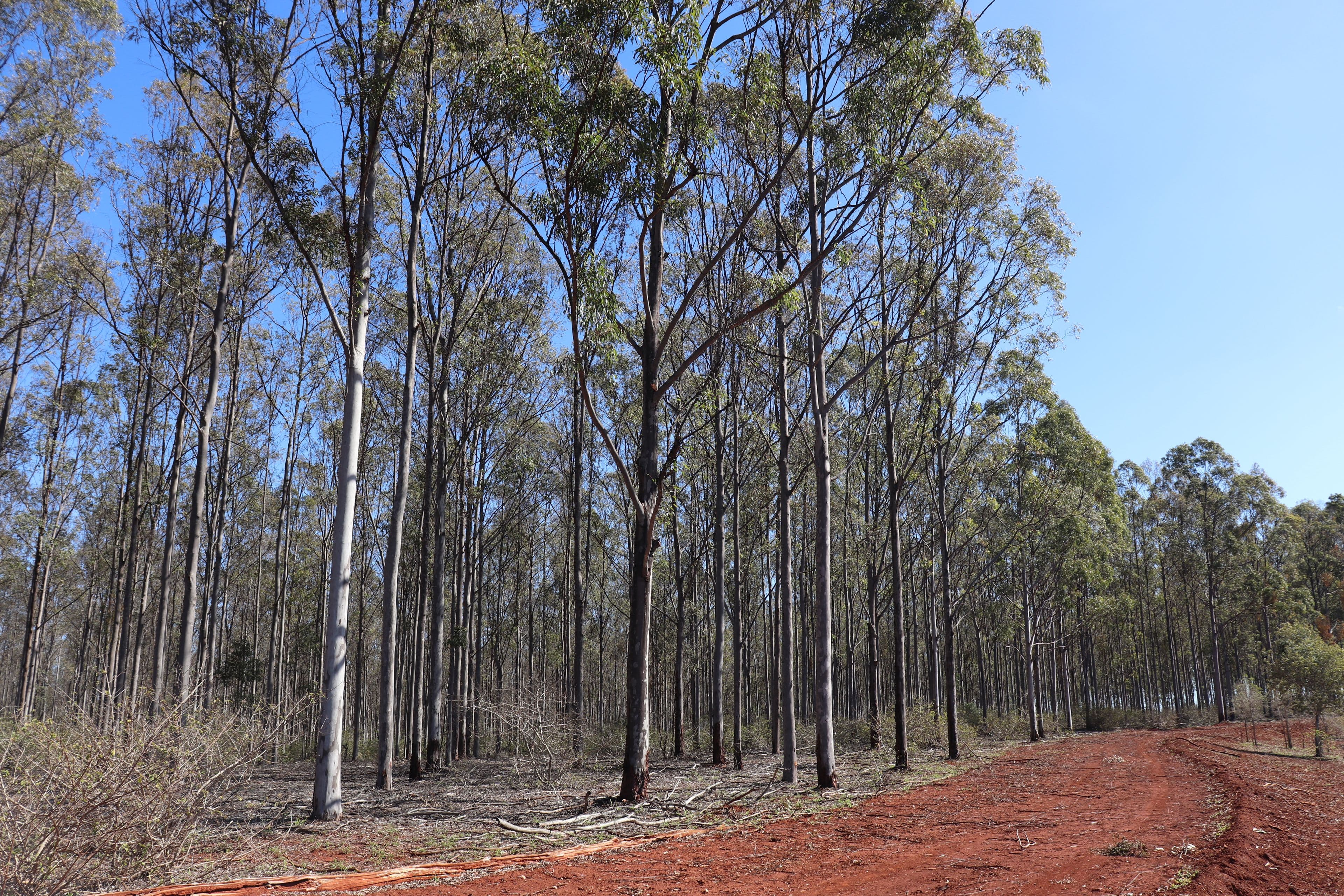 3 Offerings Top Gurgeena Road, Gurgeena QLD 4626, Gurgeena - Thumbnail 3