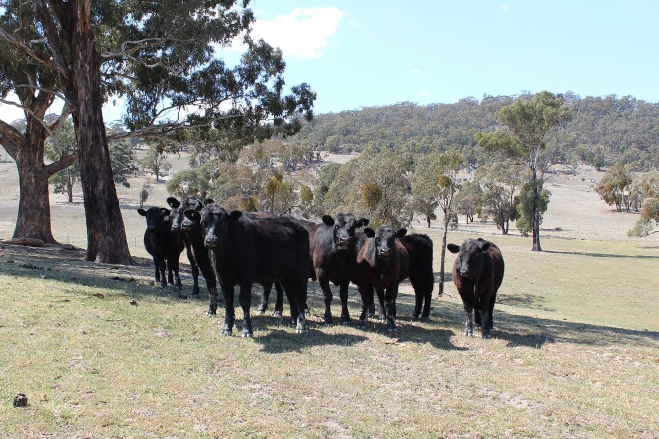 1557 Tarana Road, Locksley NSW 2795, Locksley - Thumbnail 4