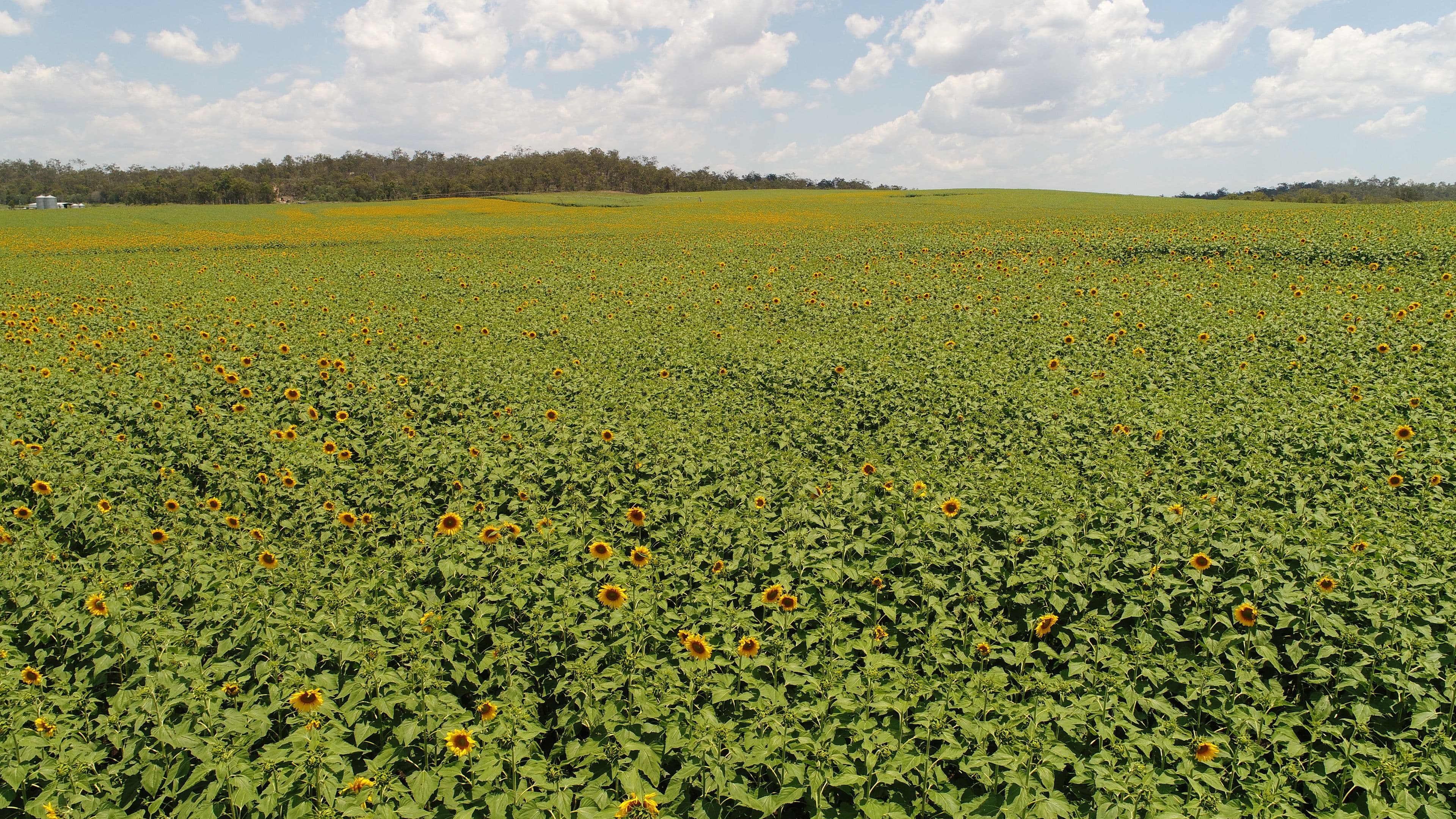 'Nobby Hill' Delan Rd, Delan, Gin Gin QLD 4671, Gin Gin - Thumbnail 4