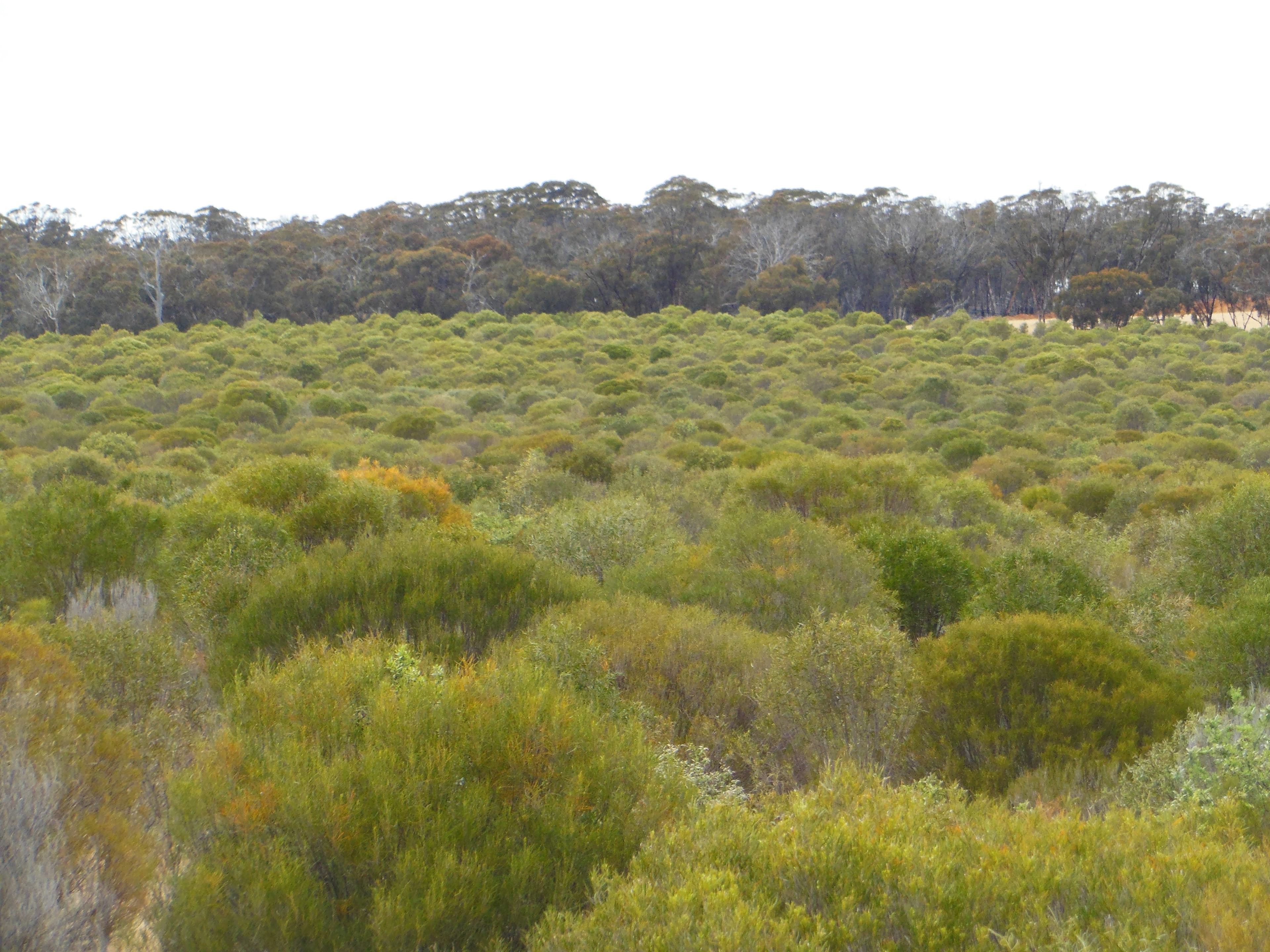 Lot 74 Pindellup Road, Tambellup WA 6320, Tambellup - Image 1