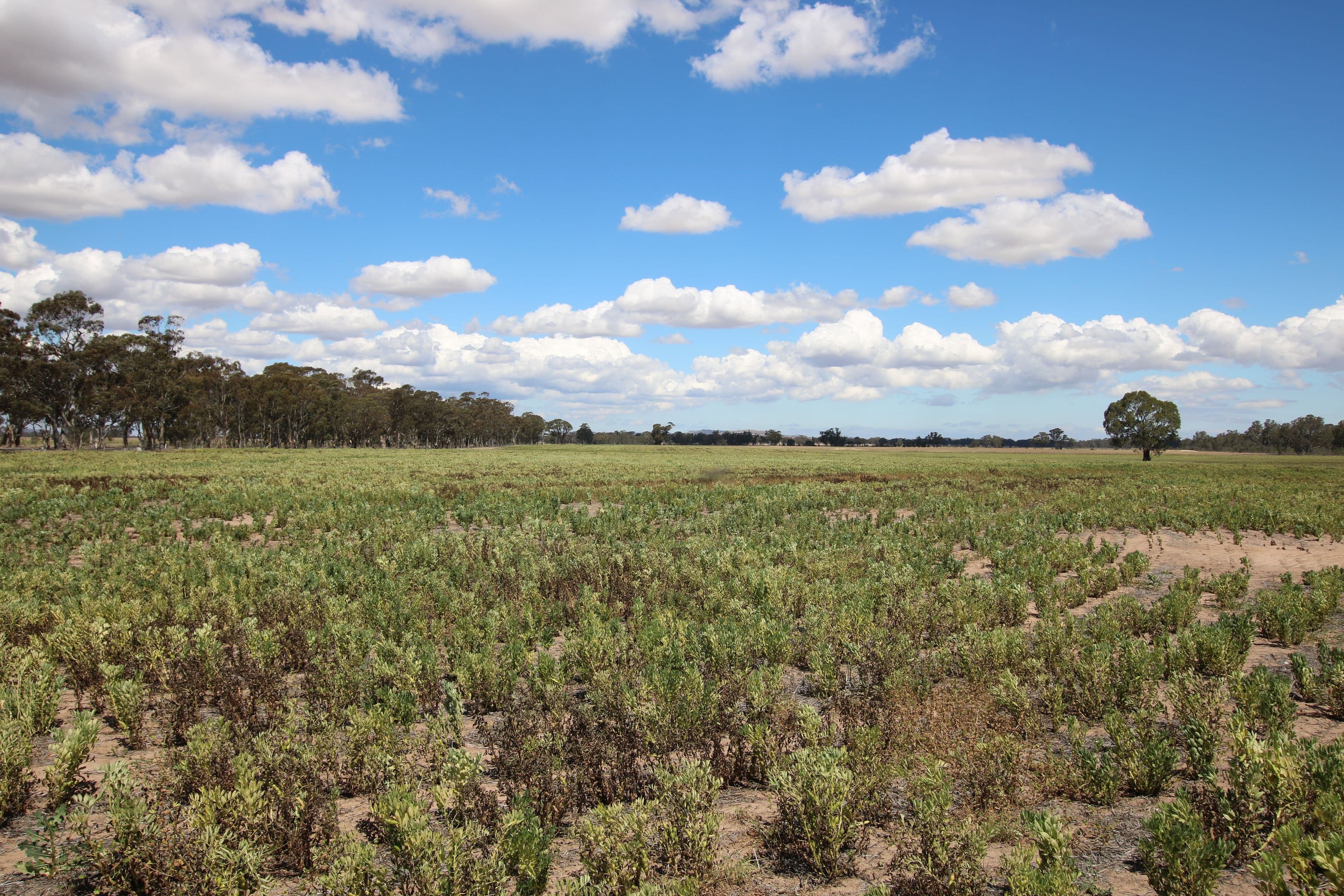2665 Avoca Bealiba Road, Archdale VIC 3475, Archdale - Thumbnail 7