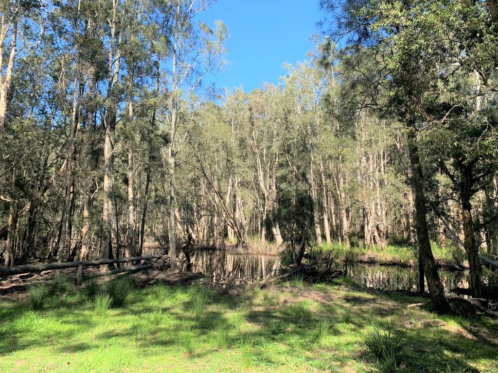 Boolambayte NSW 2423, Boolambayte - Thumbnail 4
