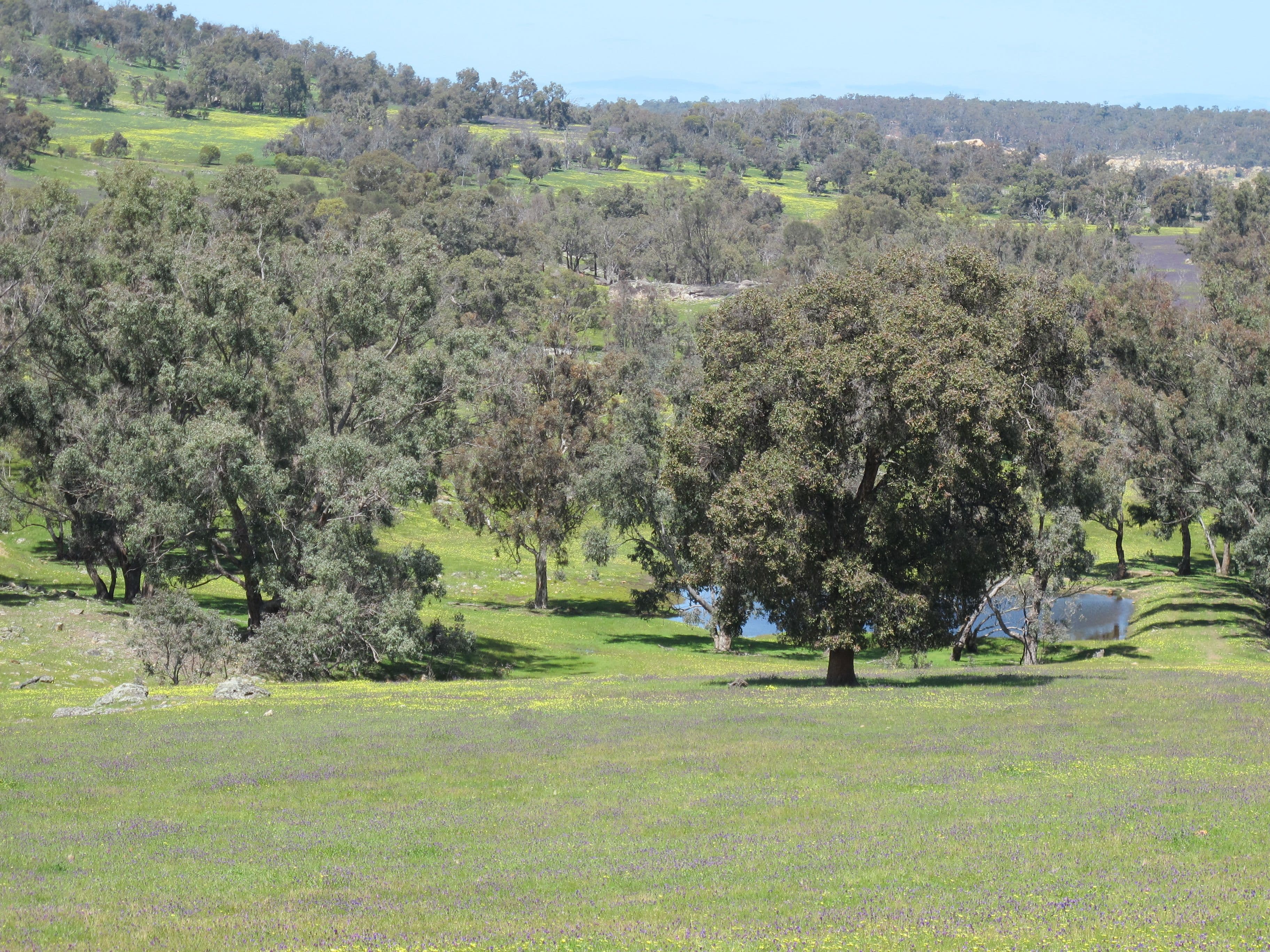 Springbank Farm, Julimar Road, Toodyay WA 6566, Toodyay - Thumbnail 6